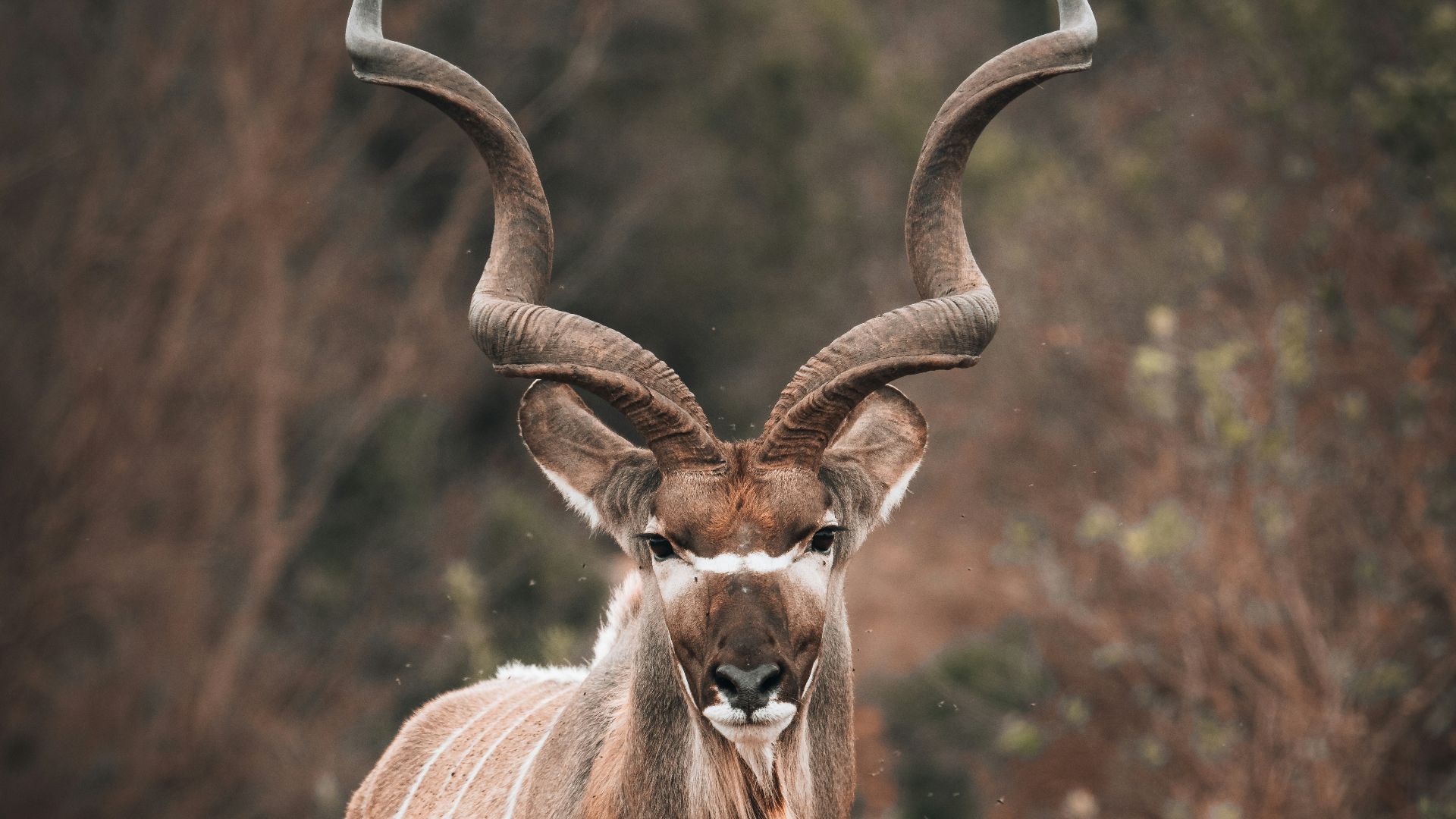 a deer with antlers in a field