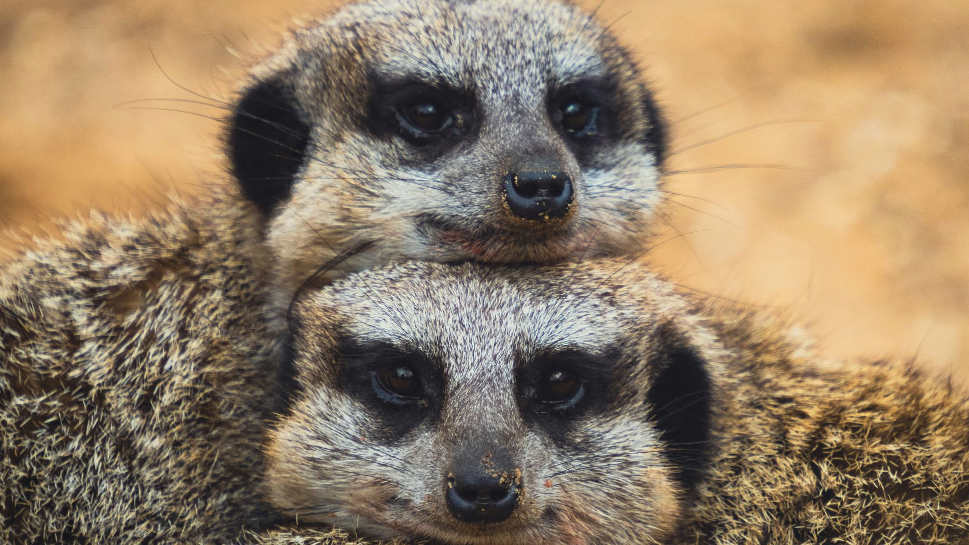 brown and black leopard on brown field during daytime
