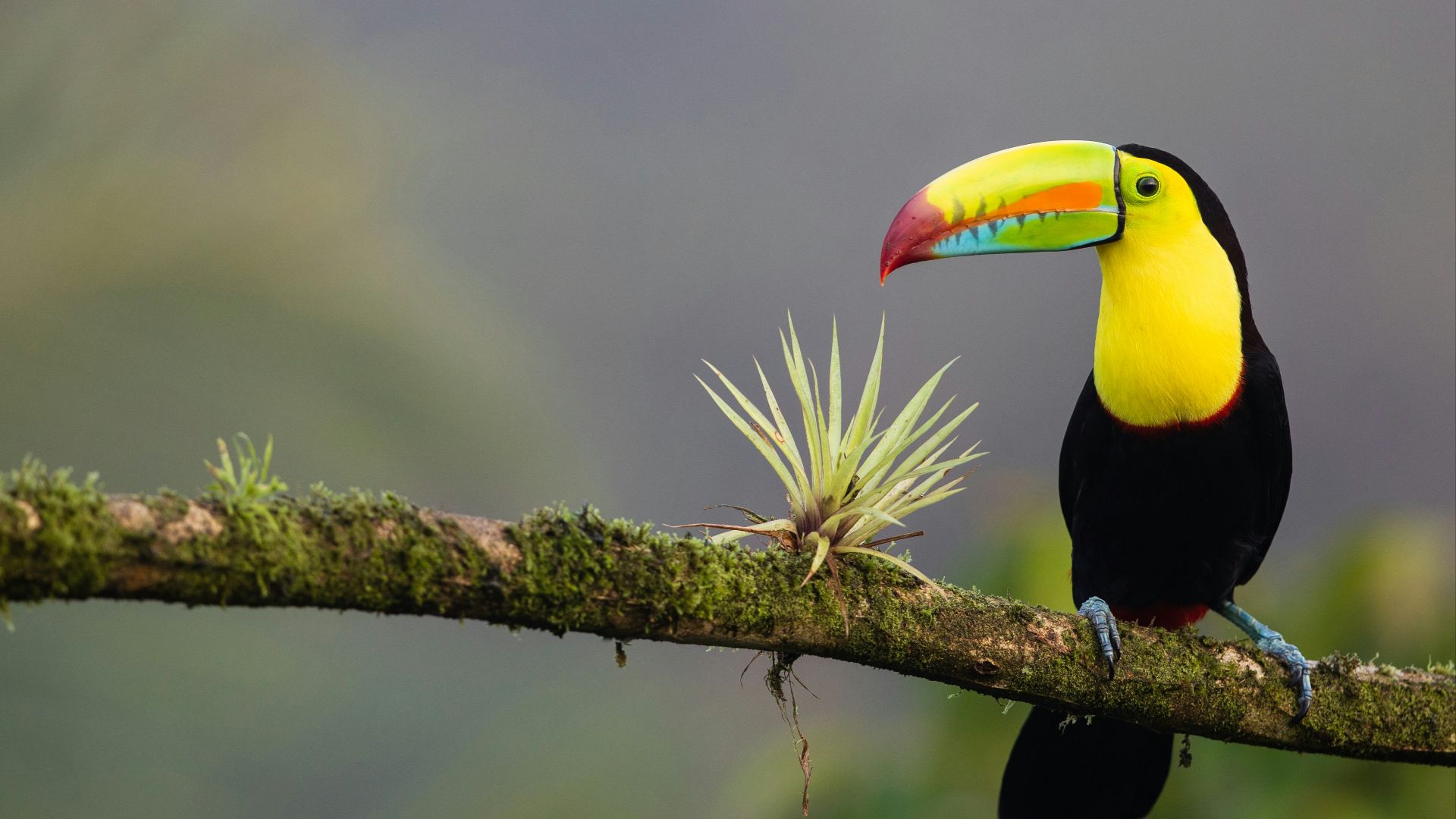 black and yellow bird standing on tree branch