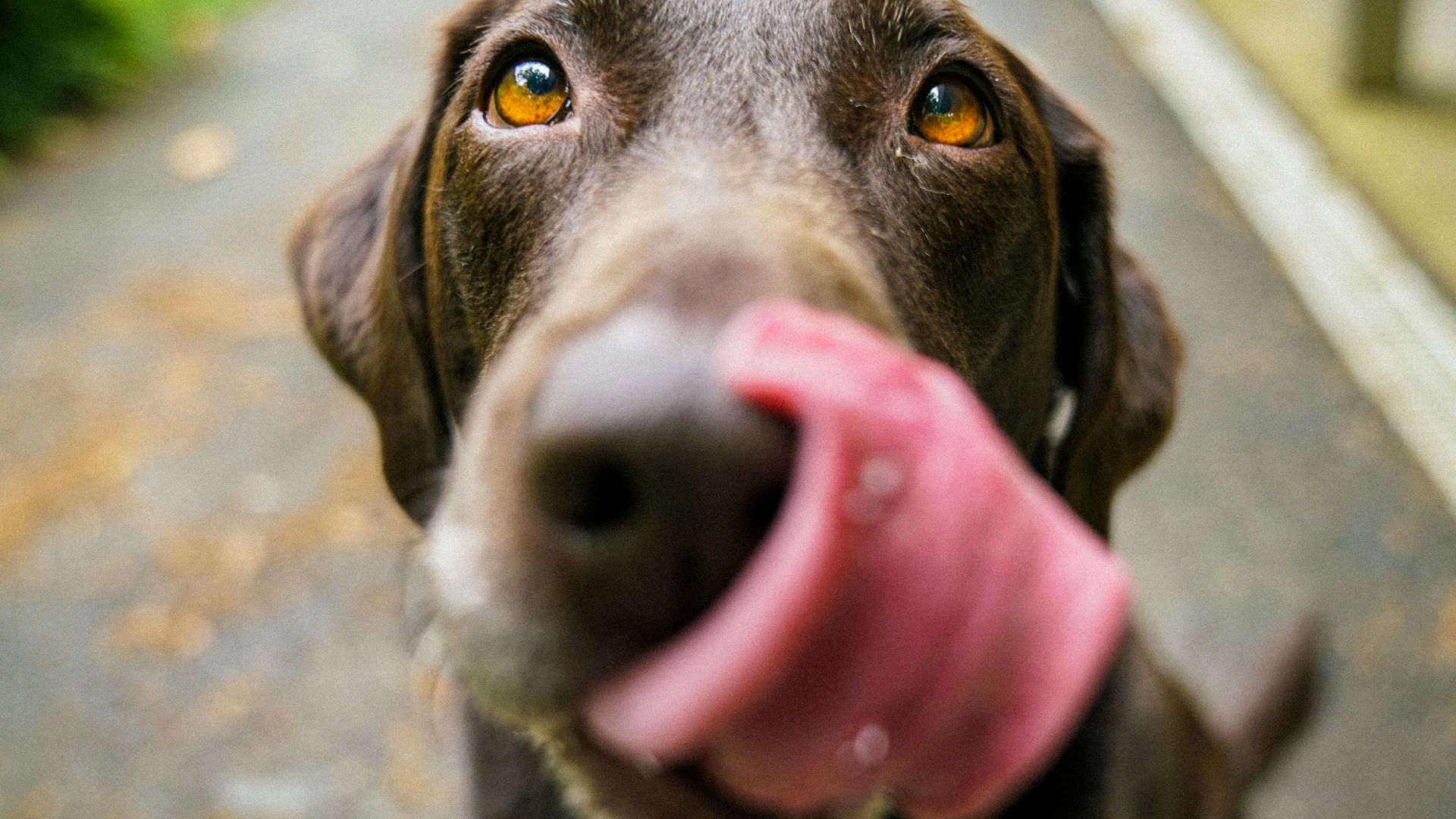 adult chocolate Labrador retriever