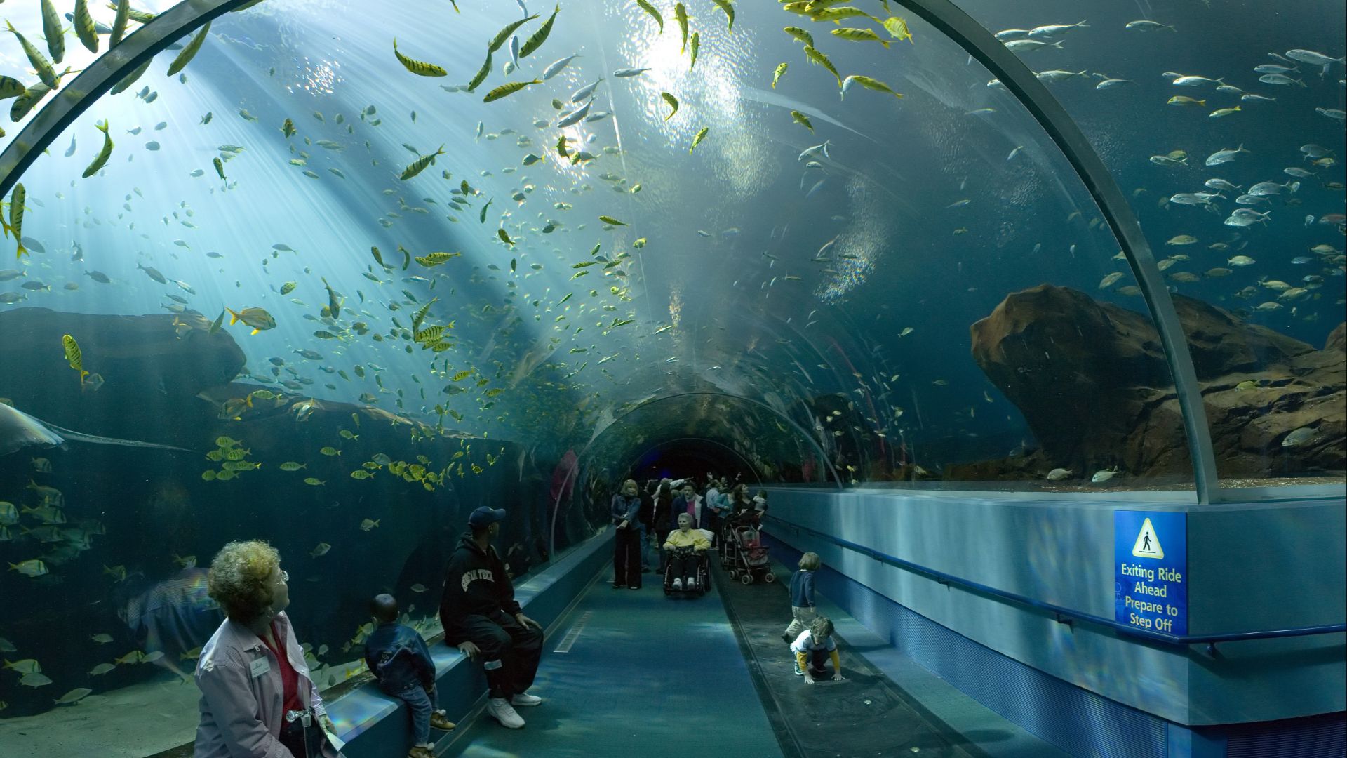 File:Georgia Aquarium - Ocean Voyager Tunnel Jan 2006.jpg