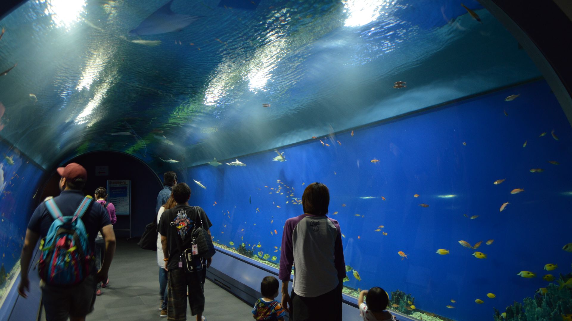File:Osaka Aquarium Kaiyukan 2013-09F.JPG