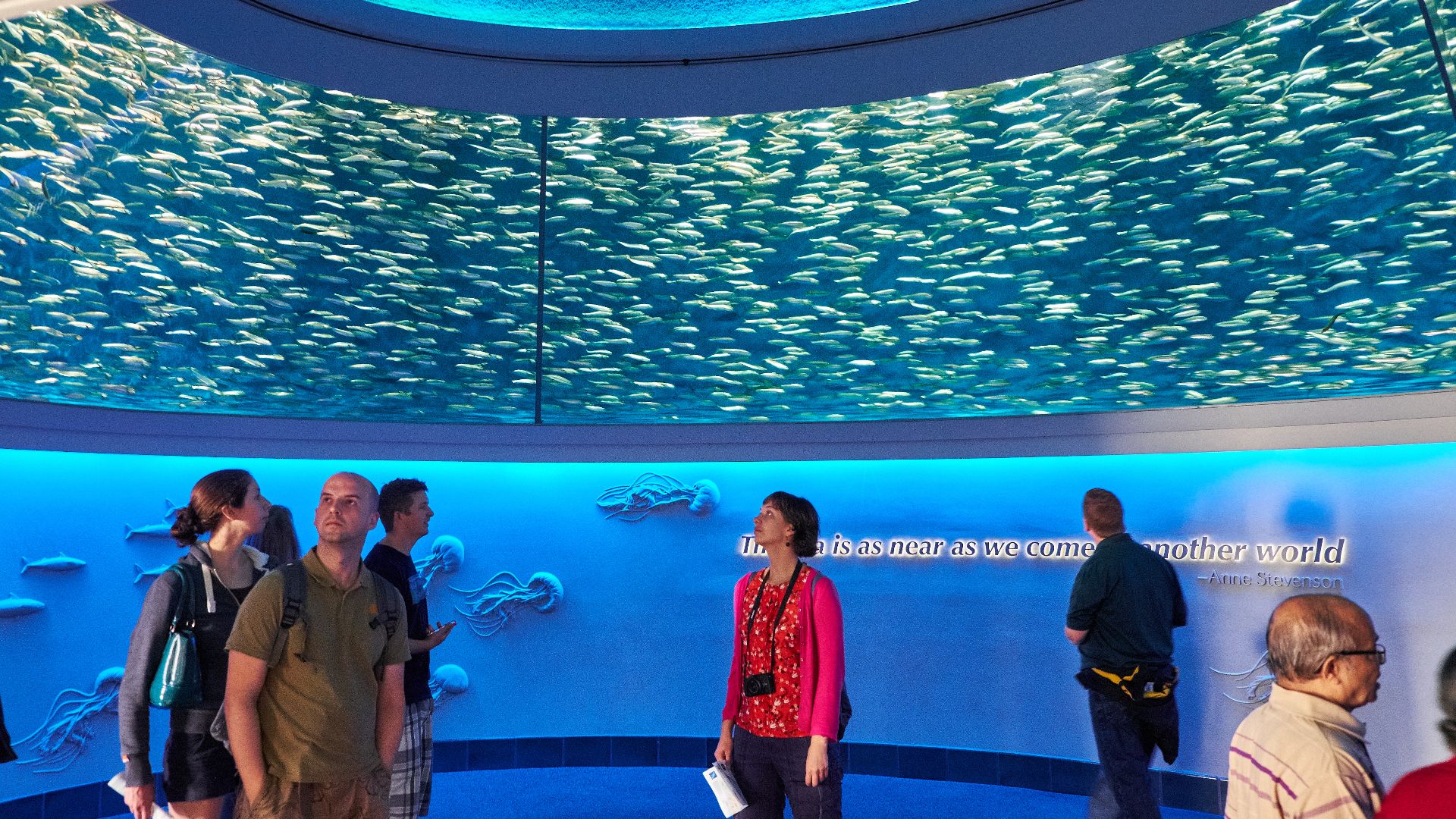 File:Monterey Bay Aquarium Open Sea sardine round.jpg