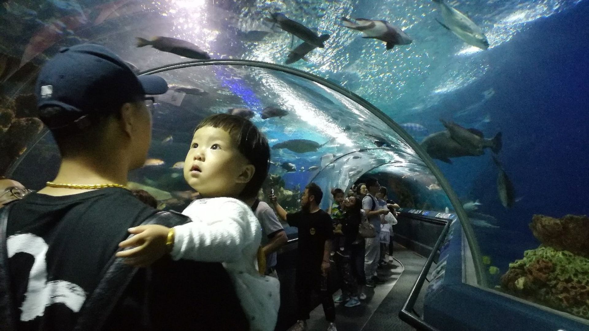File:Oceanarium in Shanghai, China.jpg