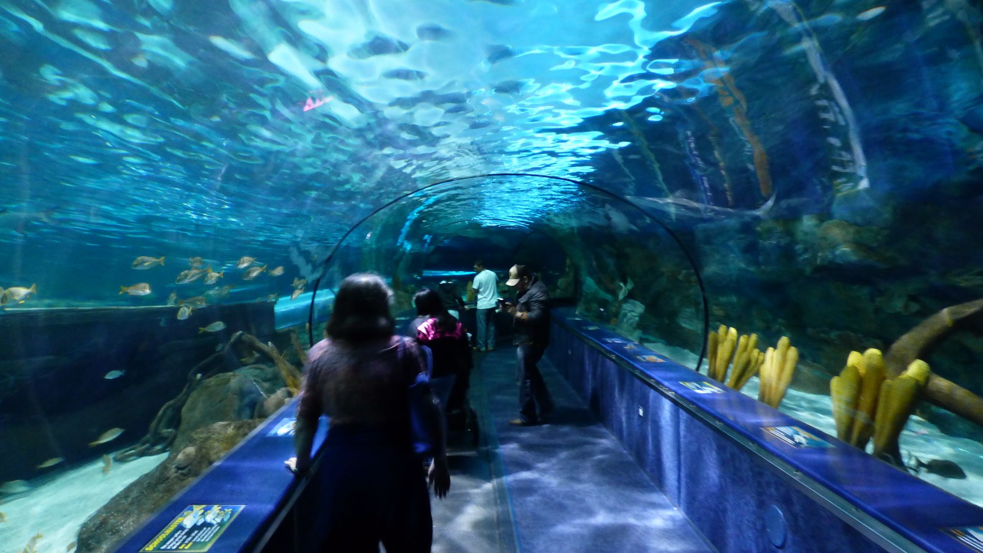 File:Shark Cave Ripley's Aquarium Myrtle Beach 2.JPG