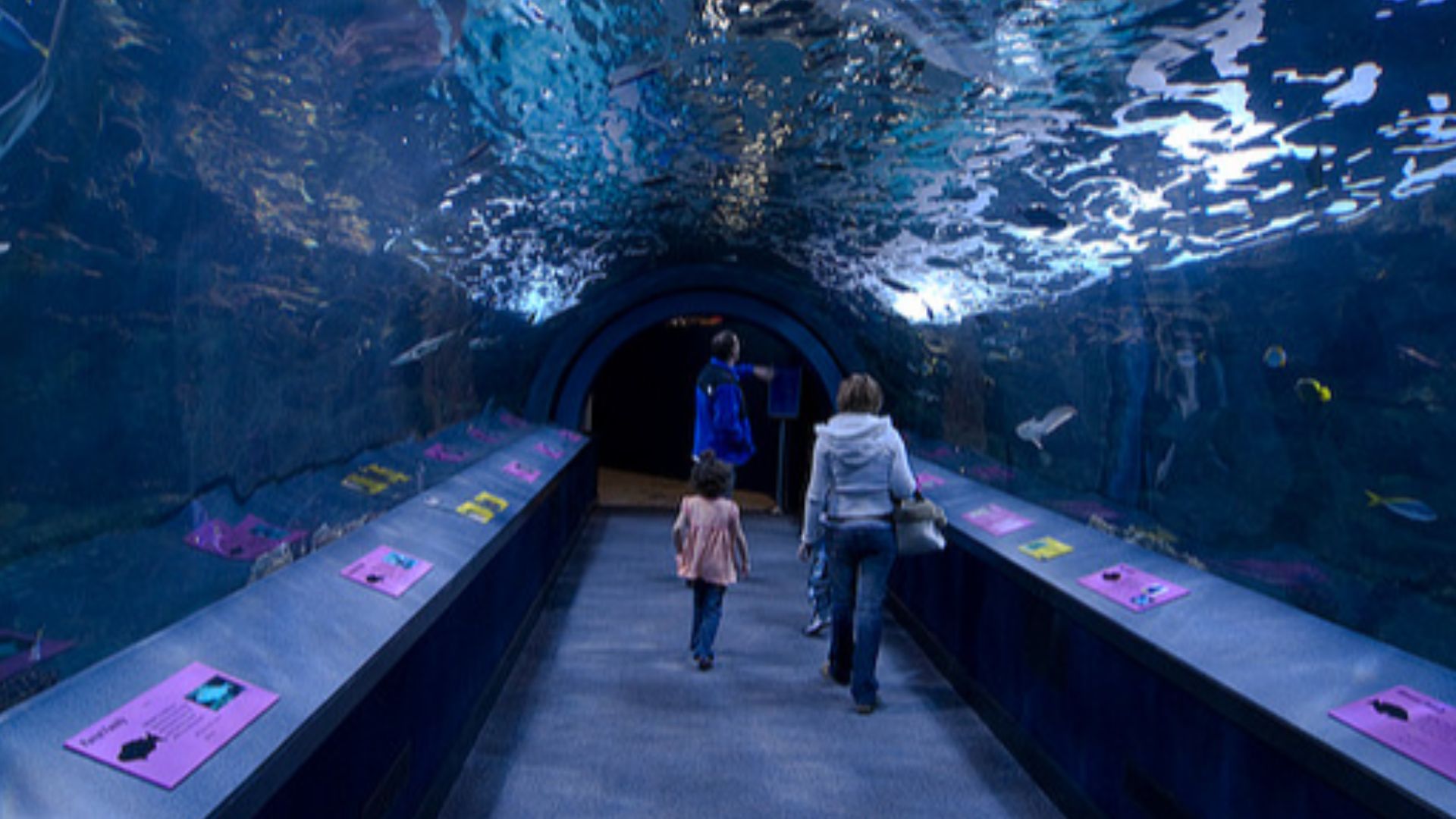 File:Underwater glass tunnel.jpg