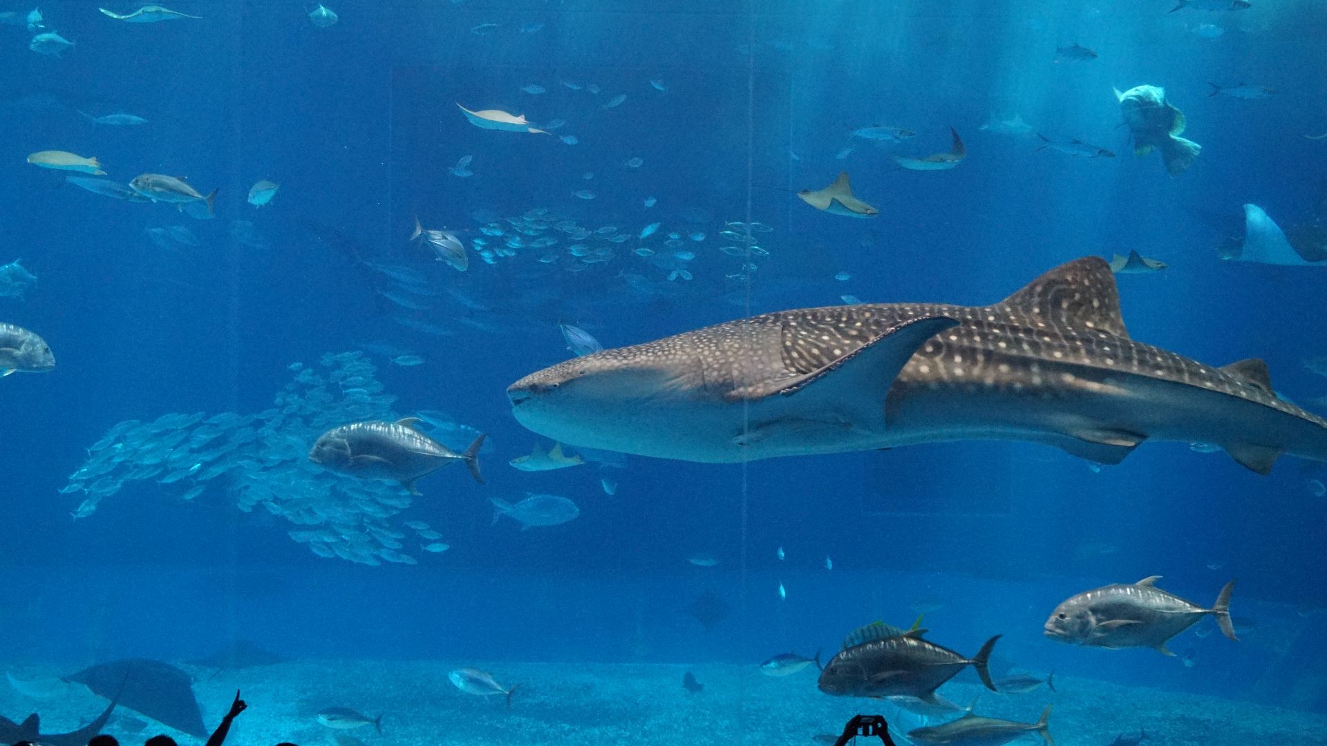 File:Fish in the Okinawa Churaumi Aquarium 2015.jpg