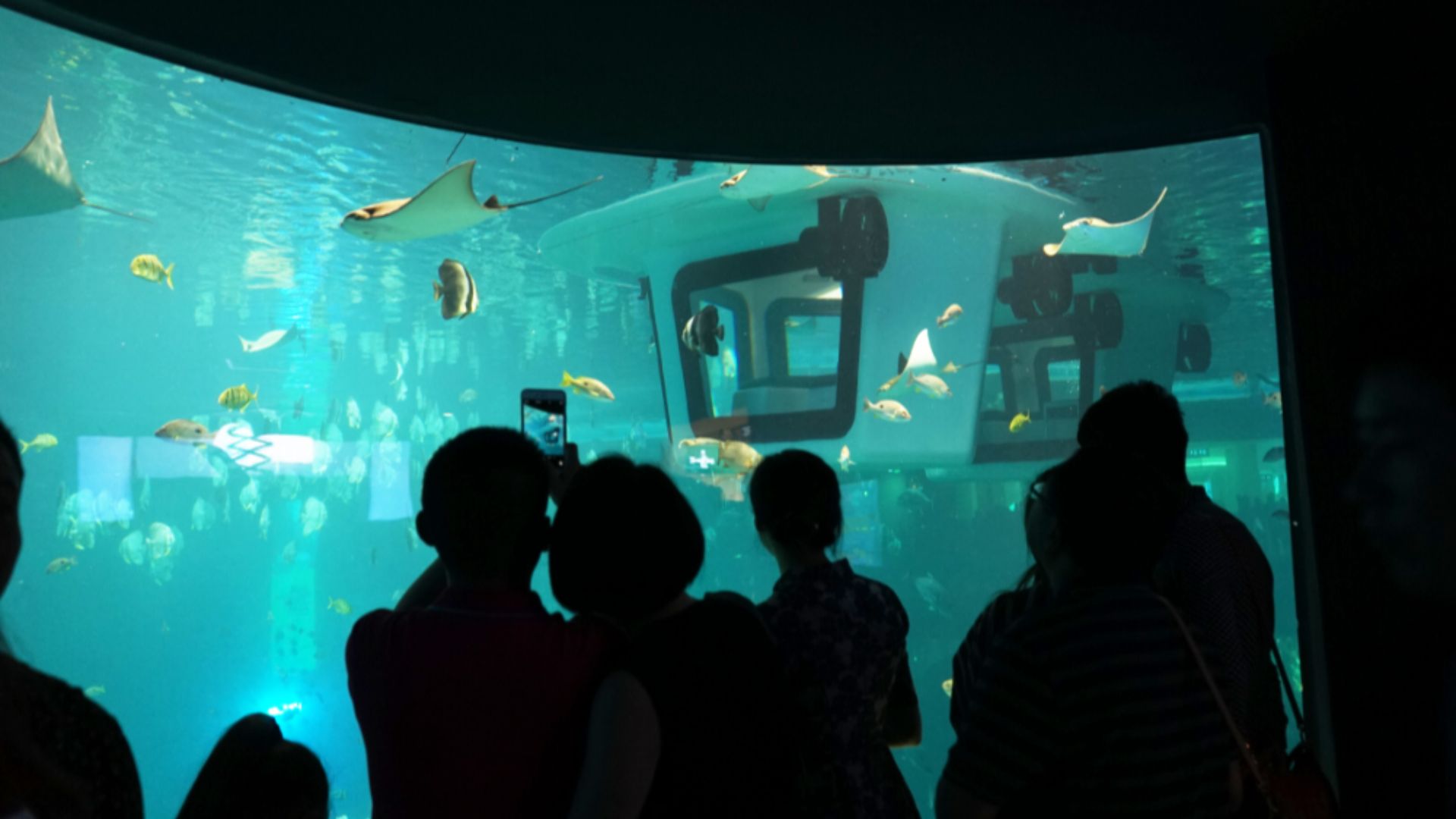 File:Penguin2.0 - Chengdu Oceanarium - 2.jpg