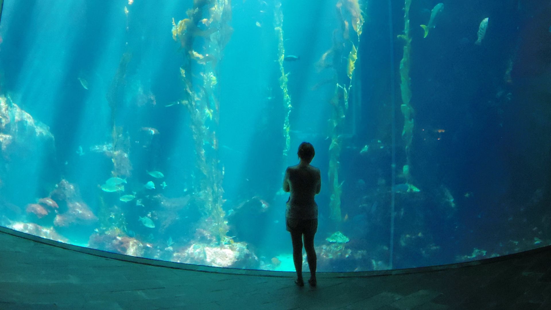 File:Kelp Forests, National Museum of Marine Biology and Aquarium 20130825.jpg