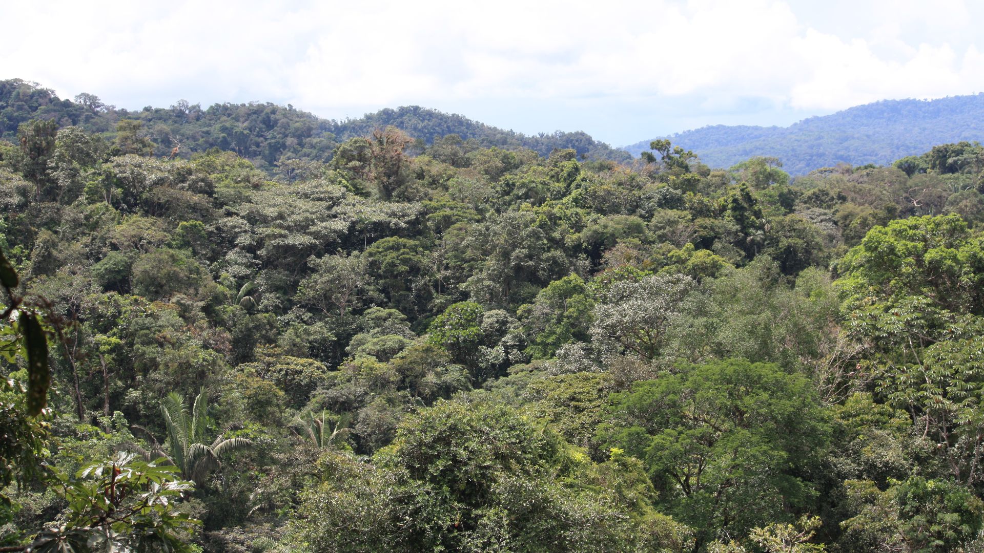File:Amazon rainforest treetops in Tena, Ecuador.jpg