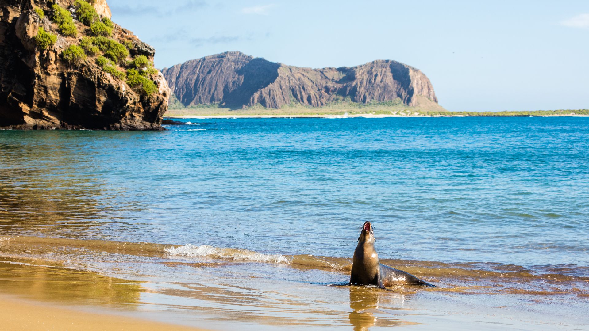 File:Lobo marino (Zalophus californianus wollebaeki), Punta Pitt, isla de San Cristóbal, islas Galápagos, Ecuador, 2015-07-24, DD 11.JPG