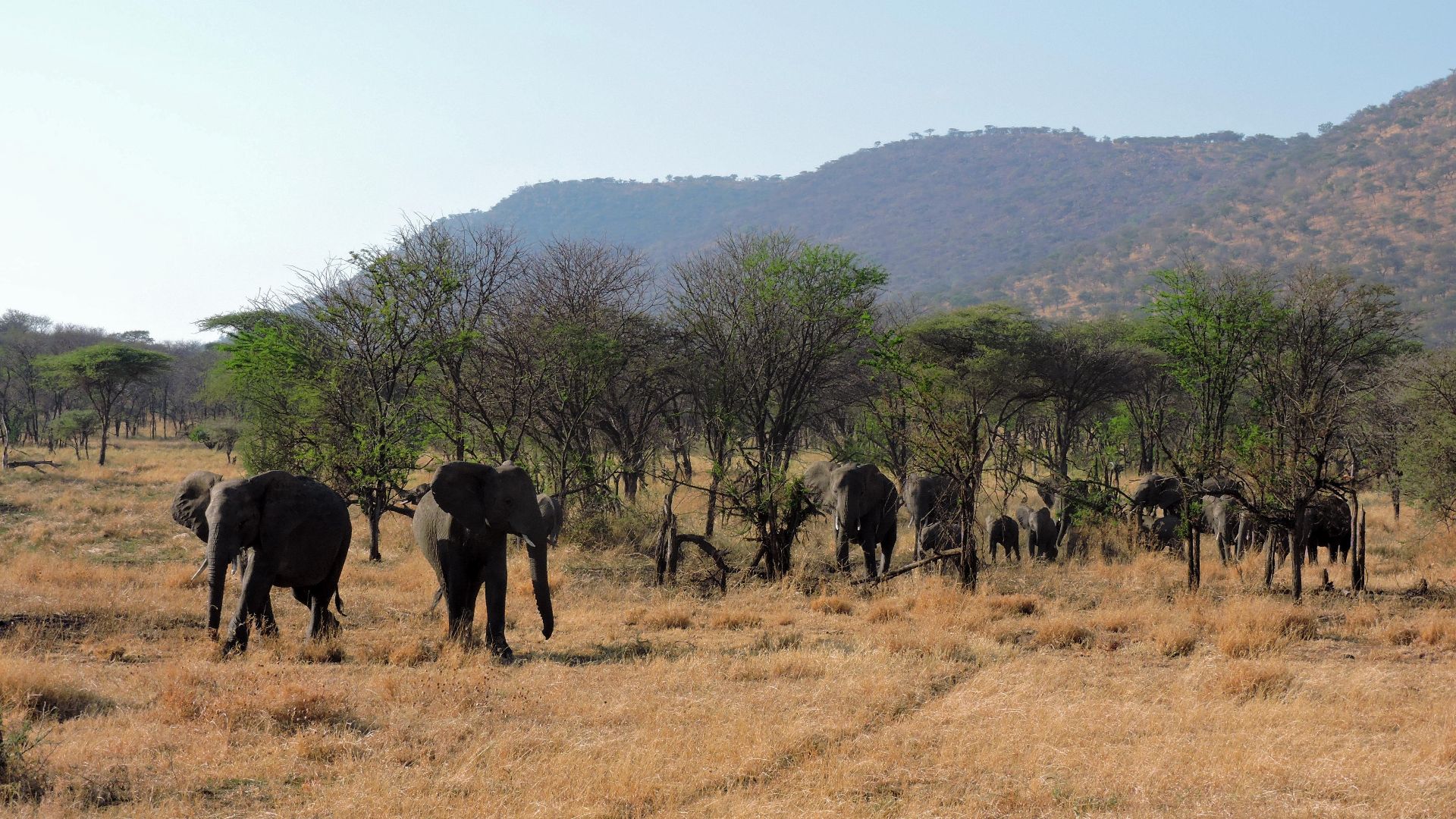 File:Tanzania- Serengeti National Park- elefante.jpg