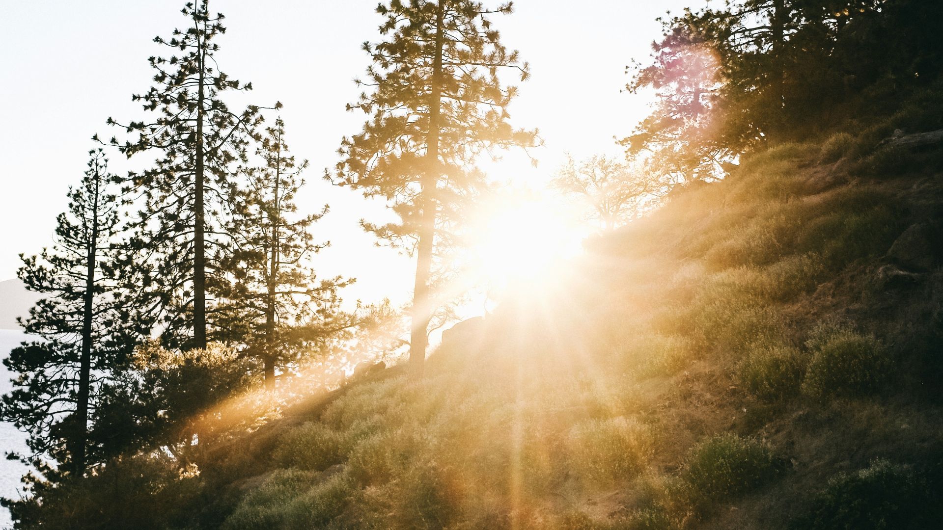 green-leafed trees during daytime