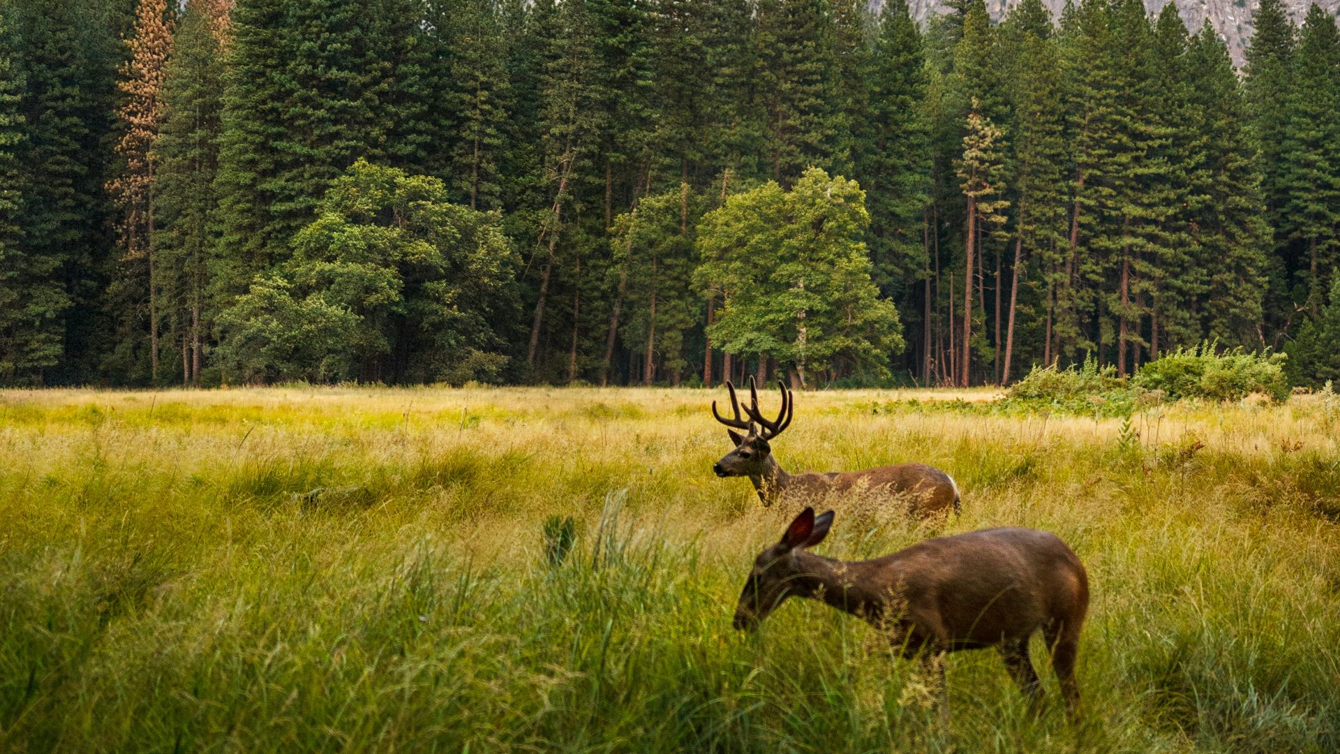 two brown deer beside trees and mountain