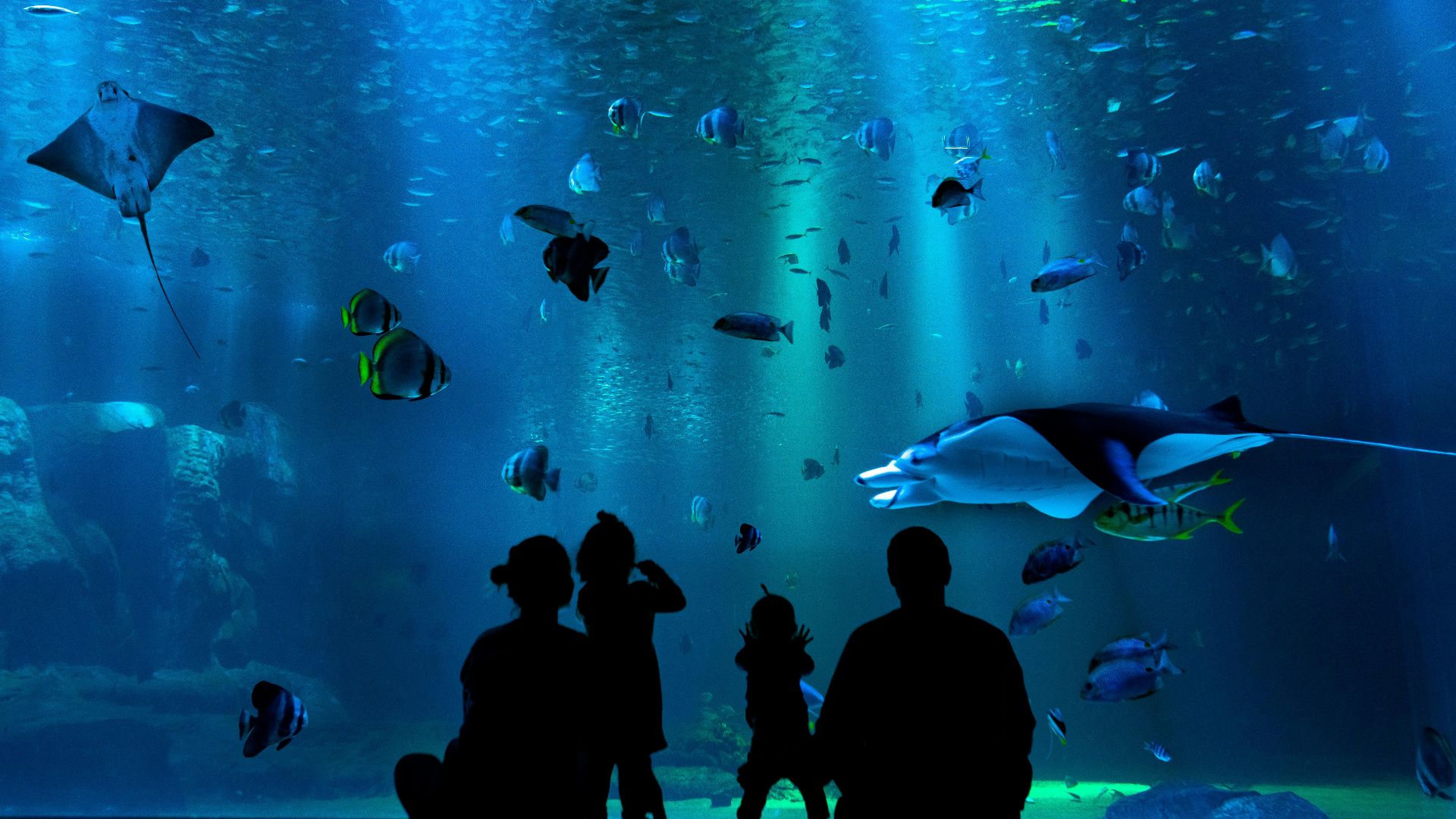 silhouette of people looking at auqrium