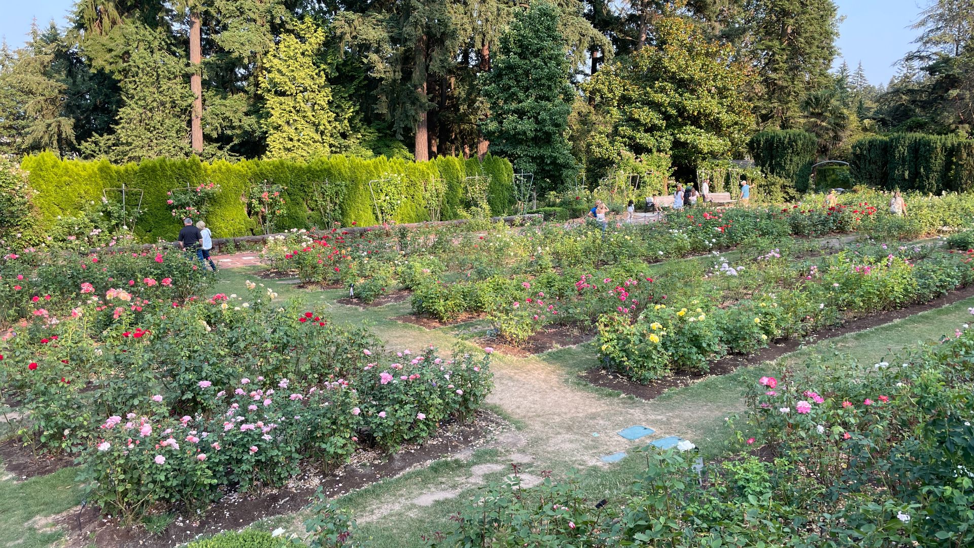 File:2024-07-27 International Rose Test Garden (Portland, Oregon) 182613.jpg