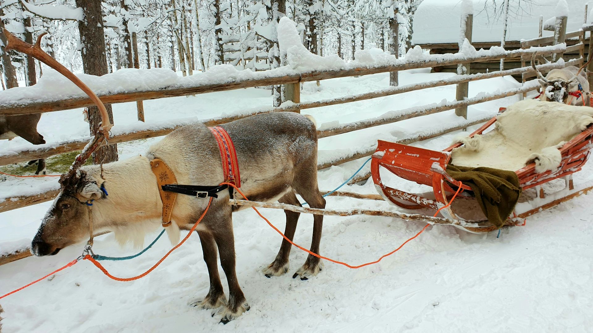brown horse with brown leather saddle on snow covered ground during daytime