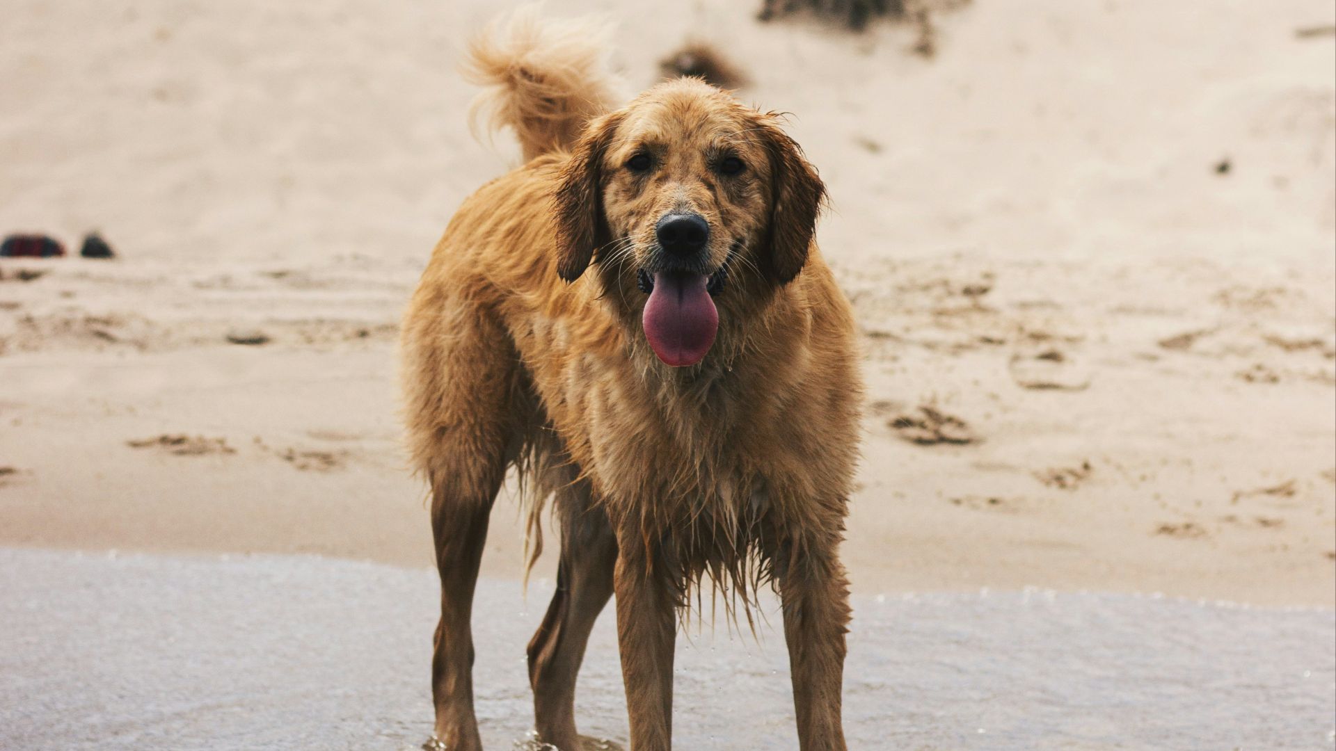 brown long coated dog running on beach during daytime