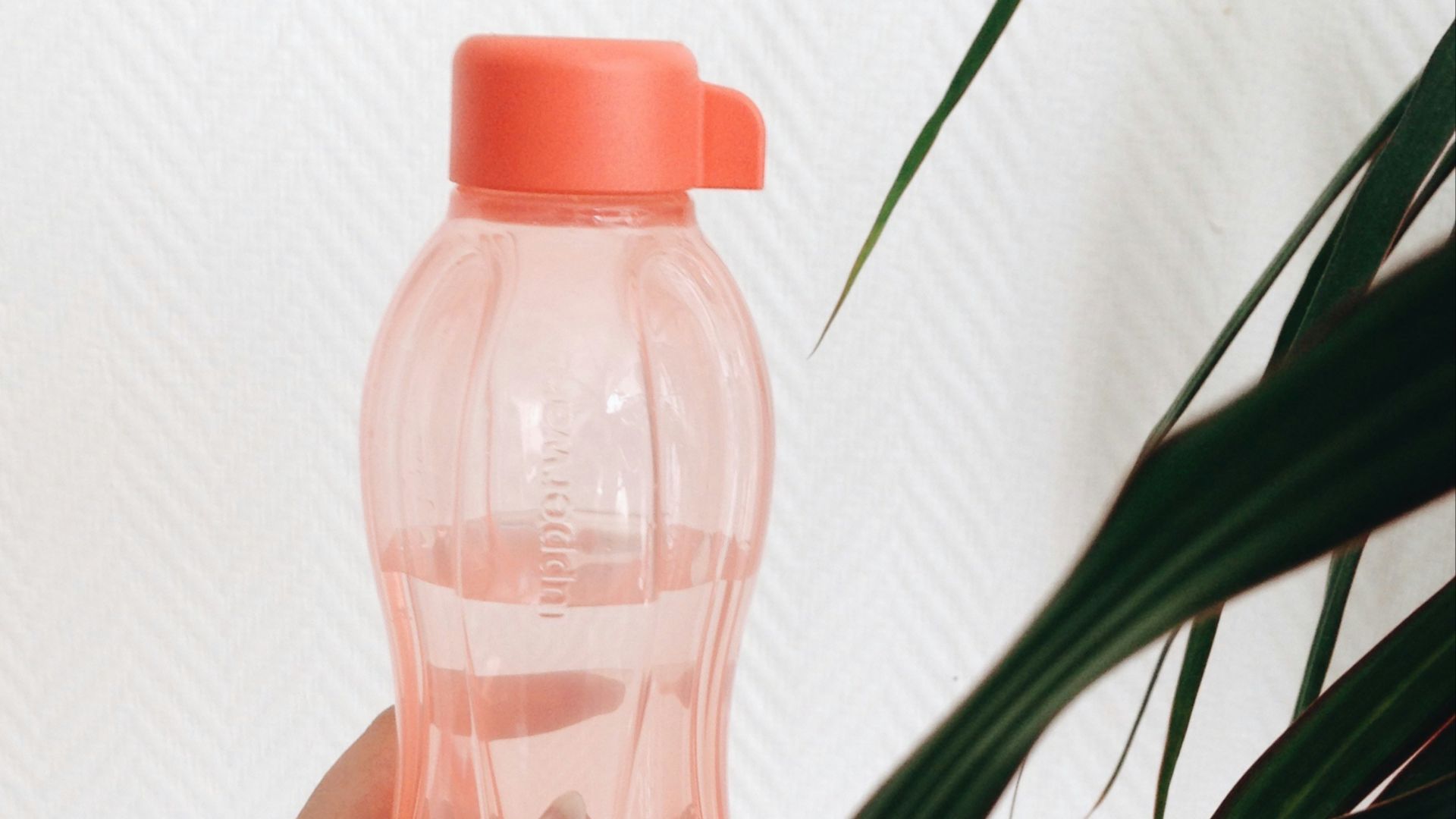 person holding pink plastic bottle