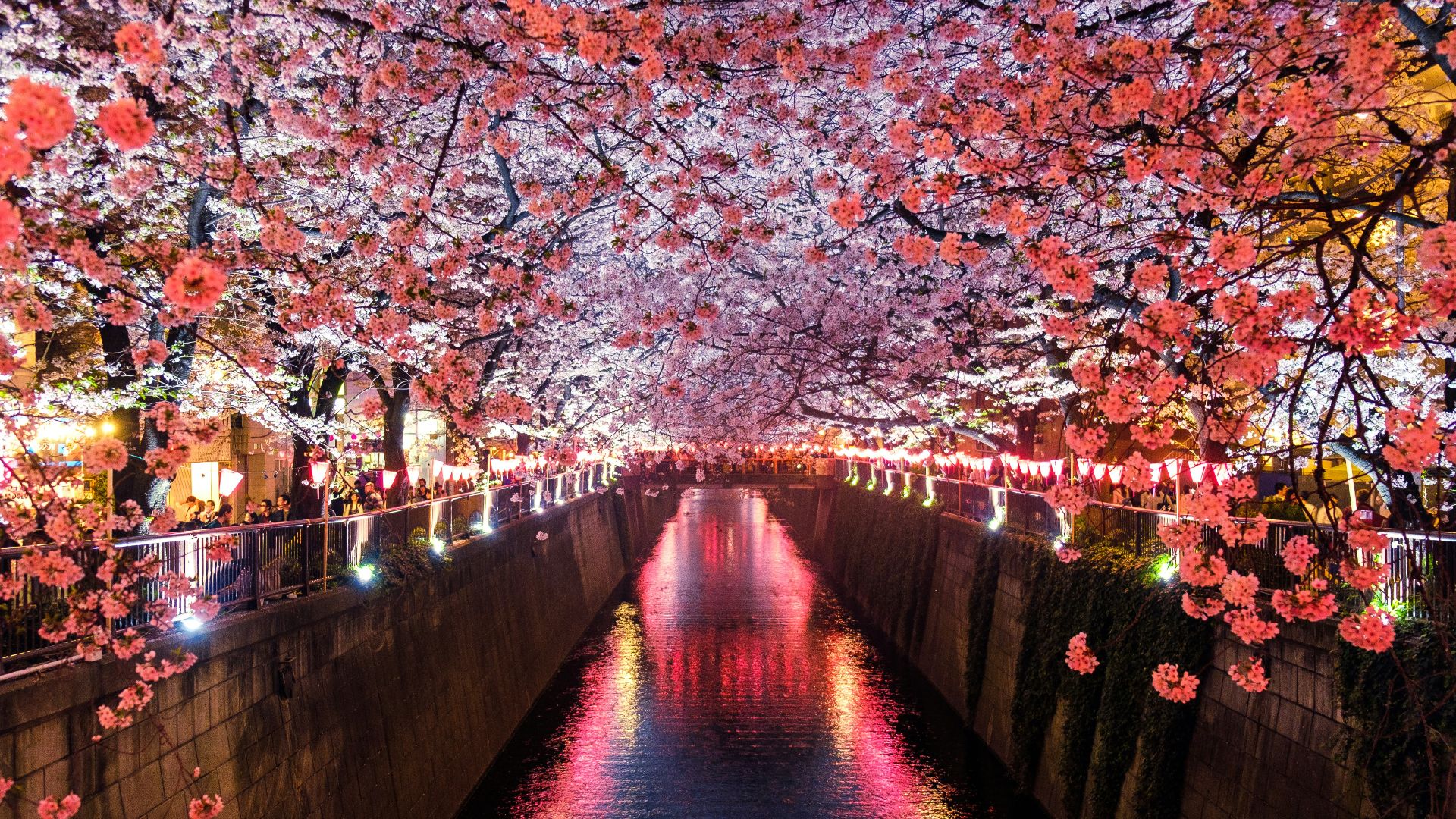 canal between cherry blossom trees