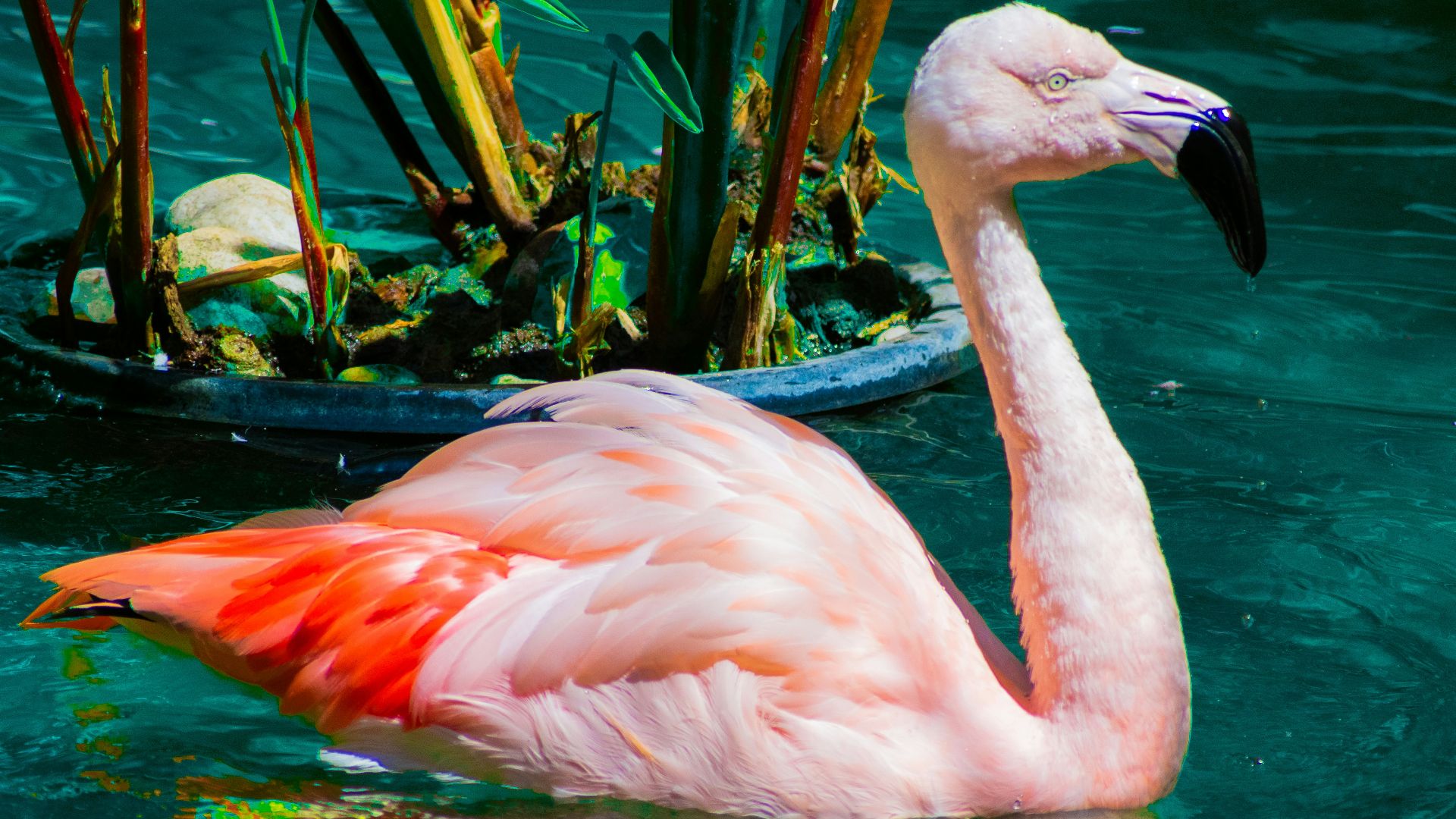 two flamingos swimming in a pond with plants