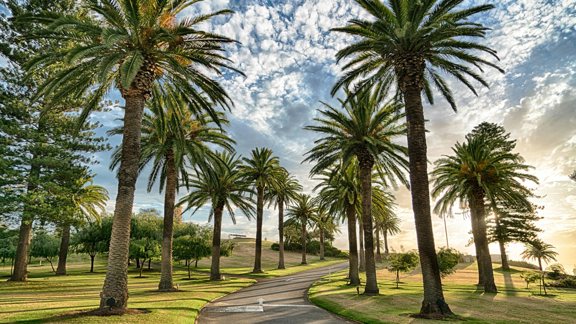 palm trees beside raod