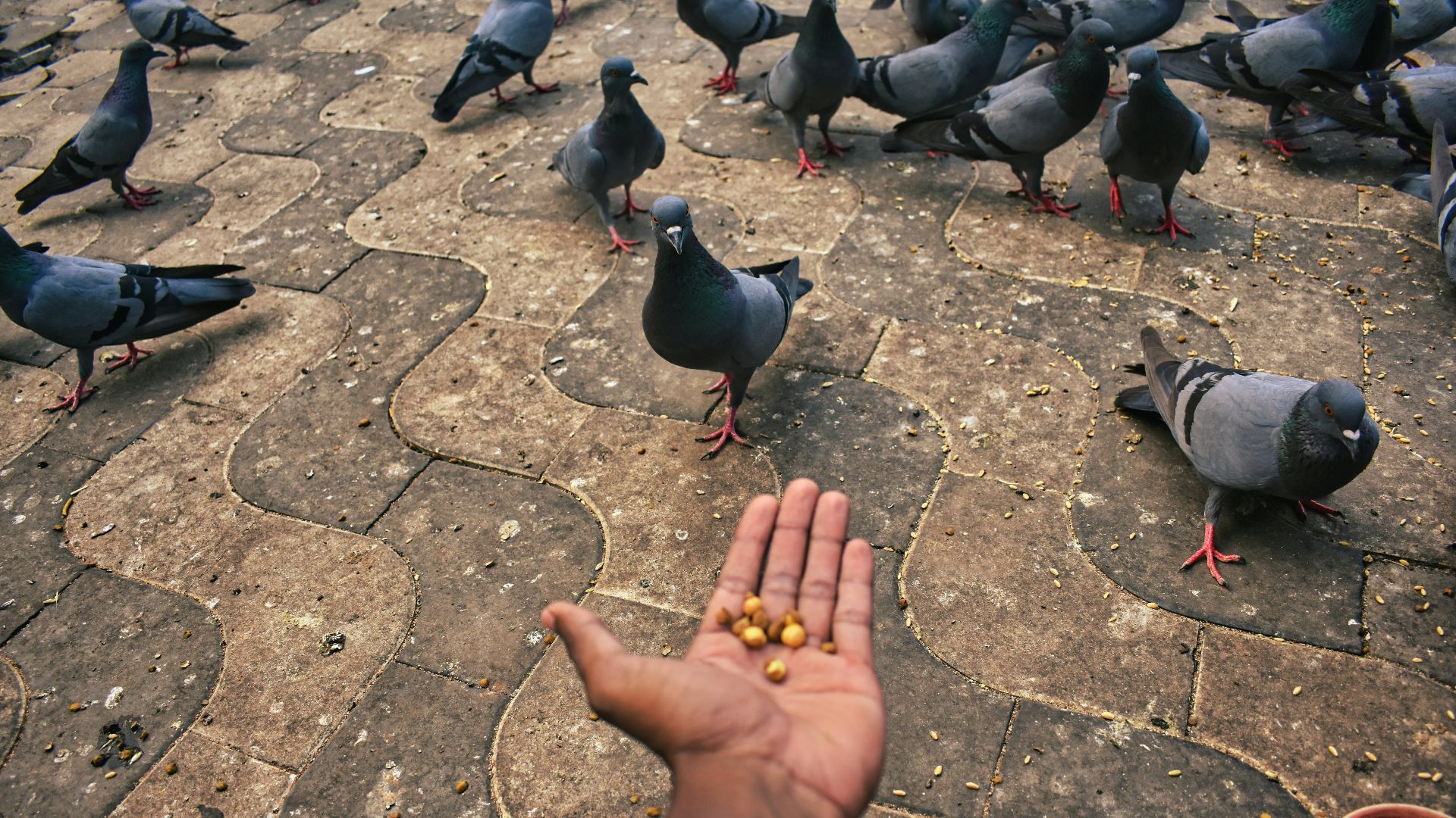 a hand holding a small group of pigeons