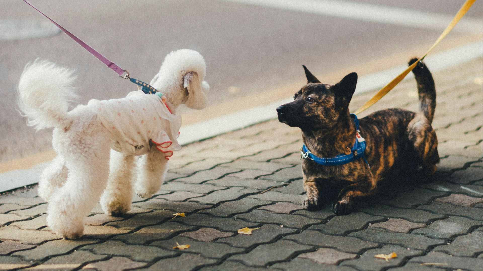 brown and black short coated small dog with white long coat small dog on gray concrete