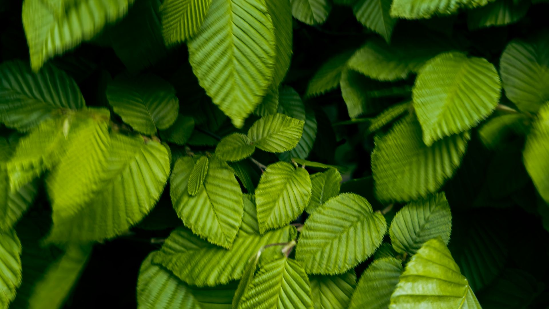 a close up of green leaves on a tree