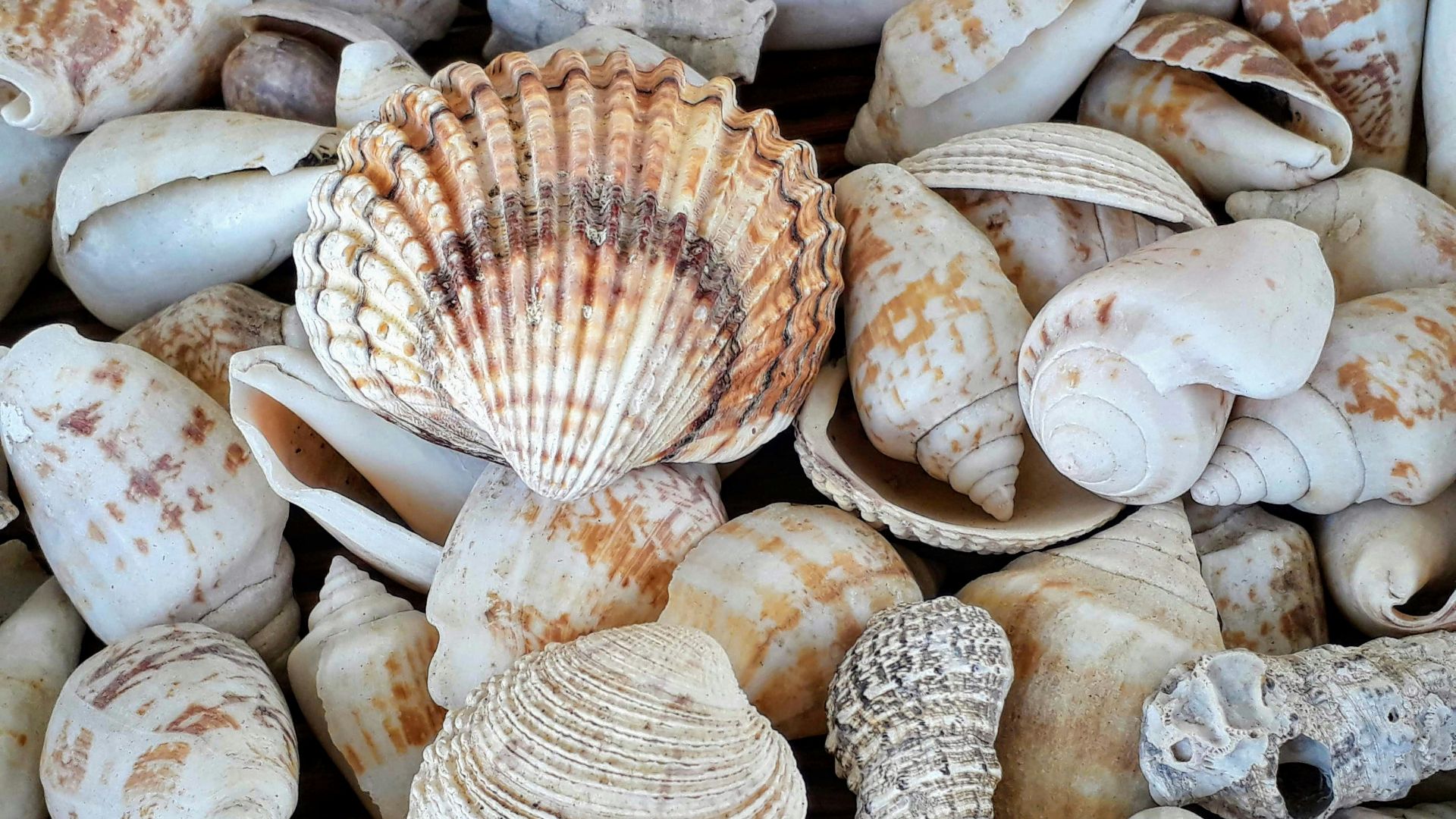 white and brown seashells on brown wooden surface