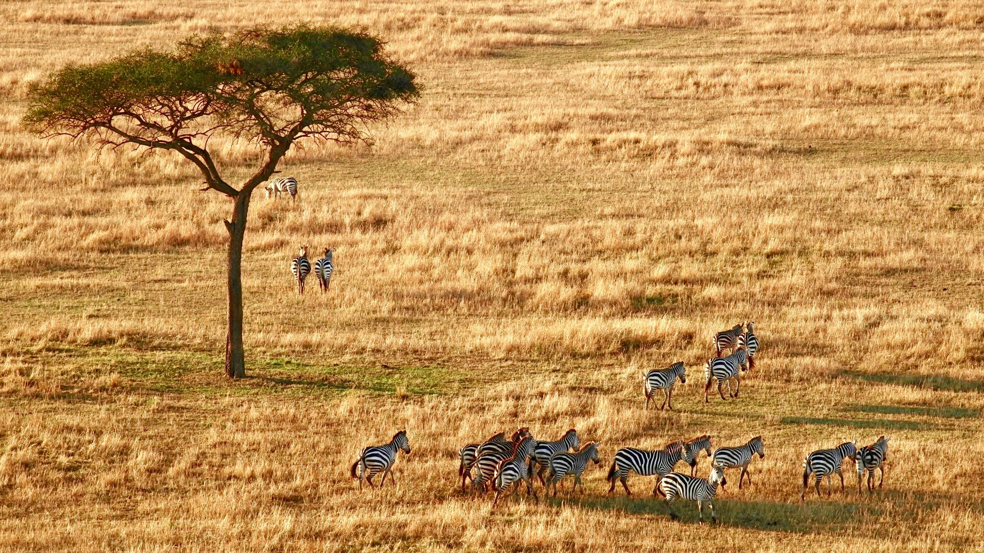 herd of zebra near tree