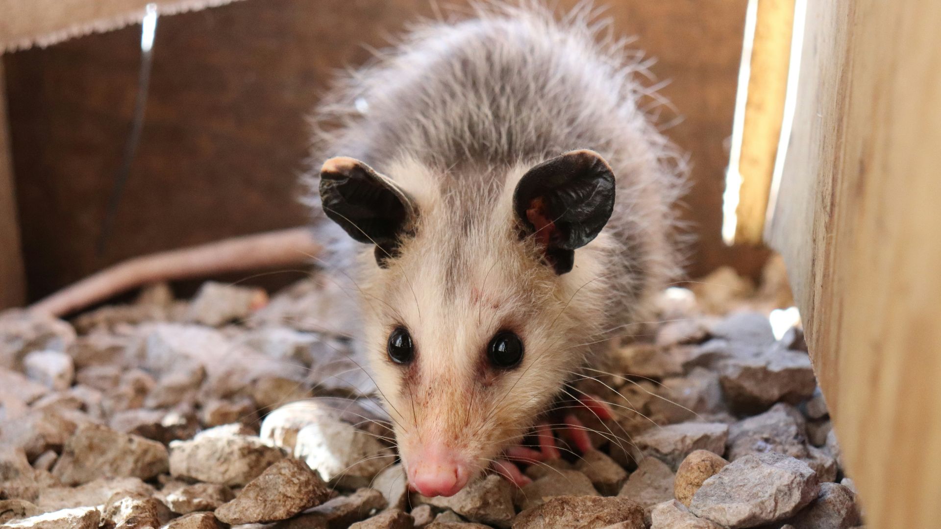 macro photography of white and gray common opossum