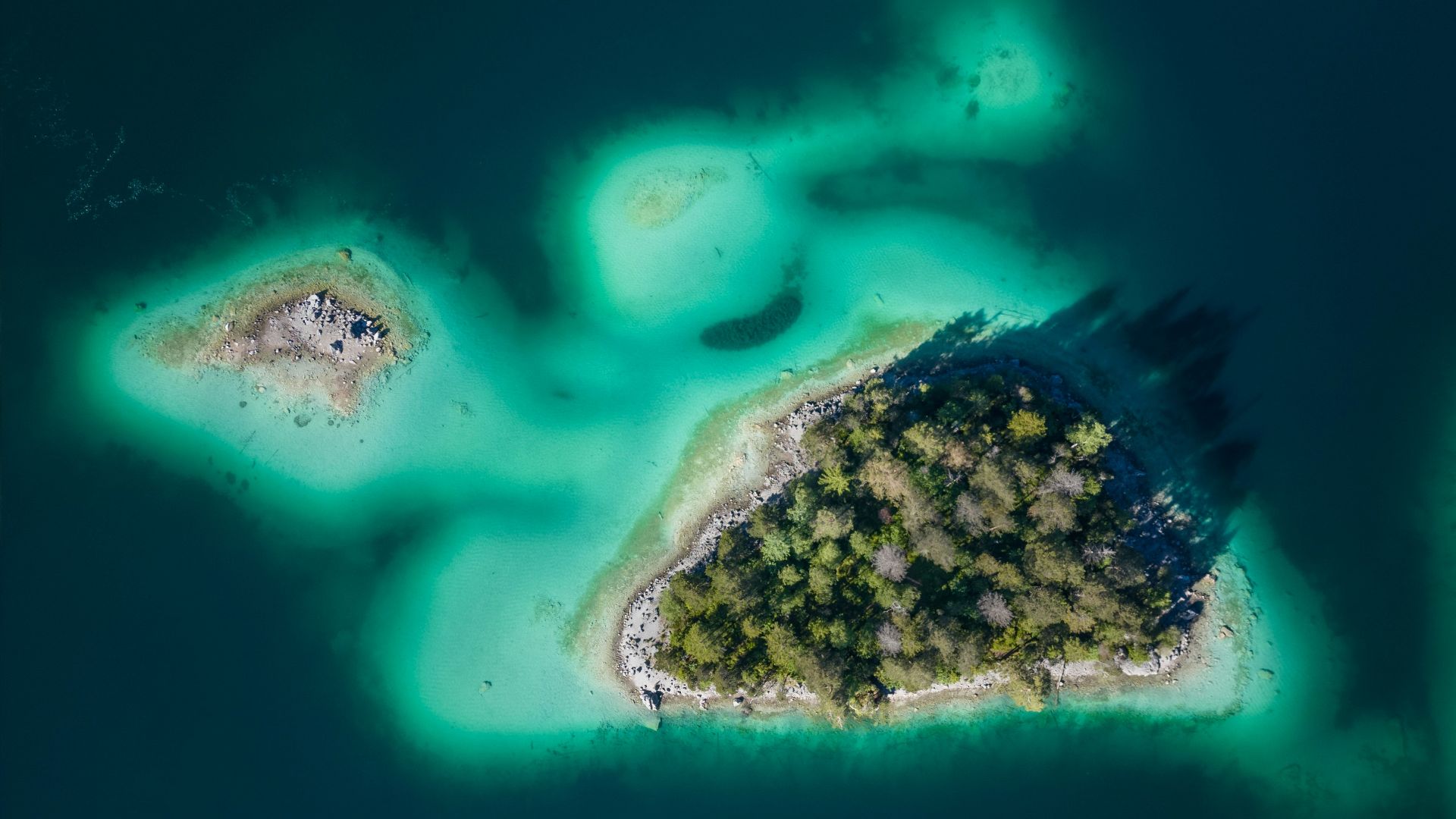 a close-up of a turtle