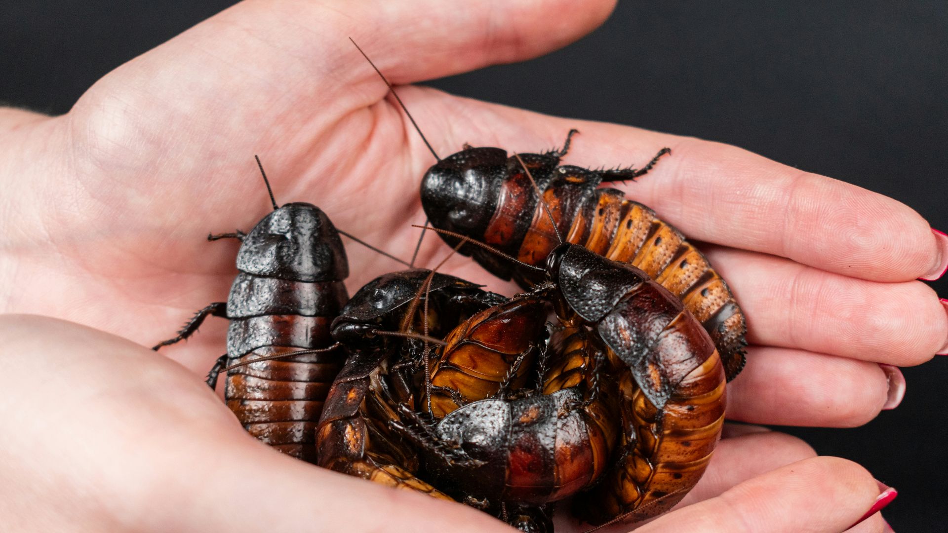 A person holding a bunch of bugs in their hands
