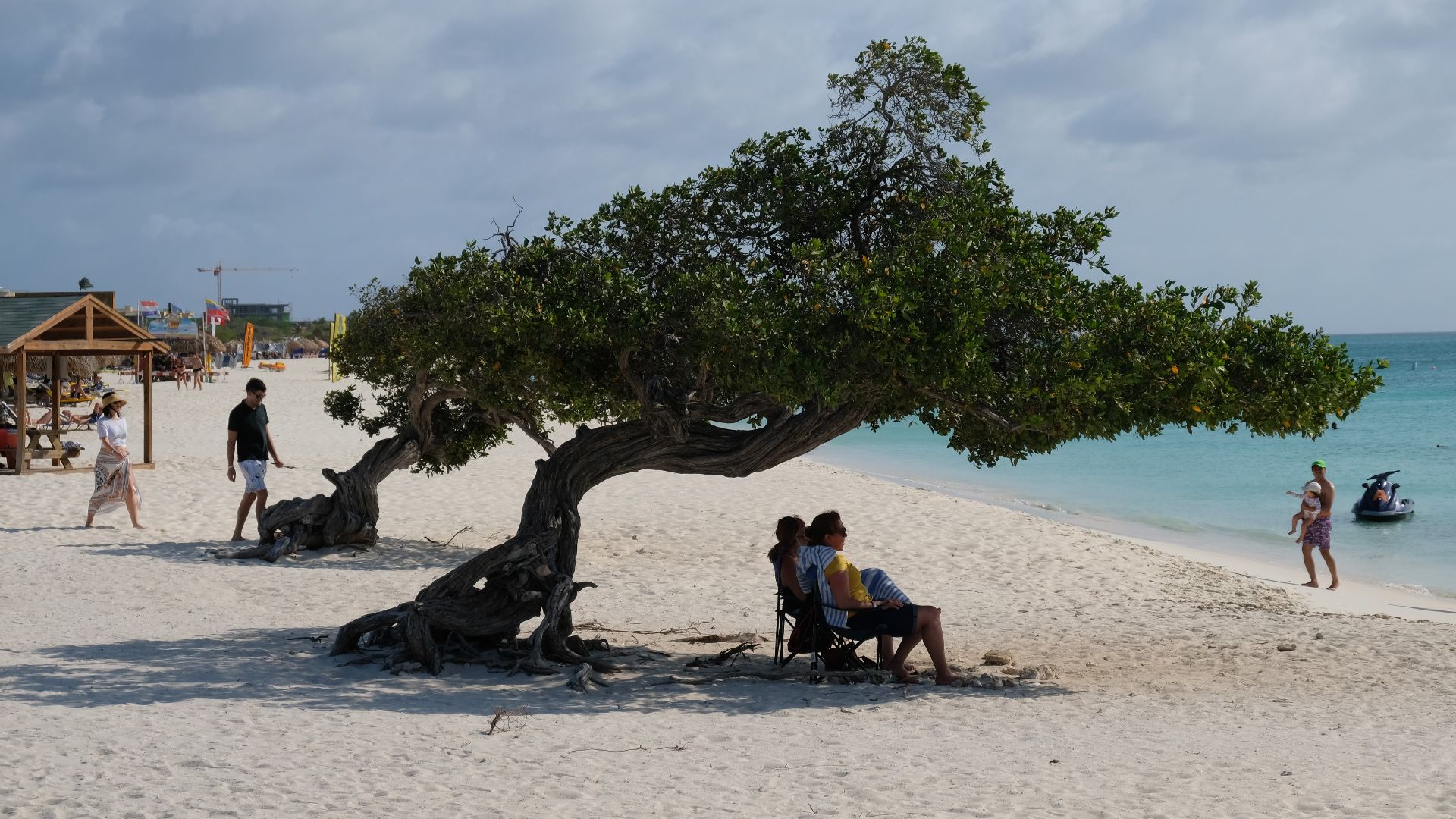 File:Mangrove tree (Conocarpus erectus) at Eagle Beach, Aruba 2019.jpg