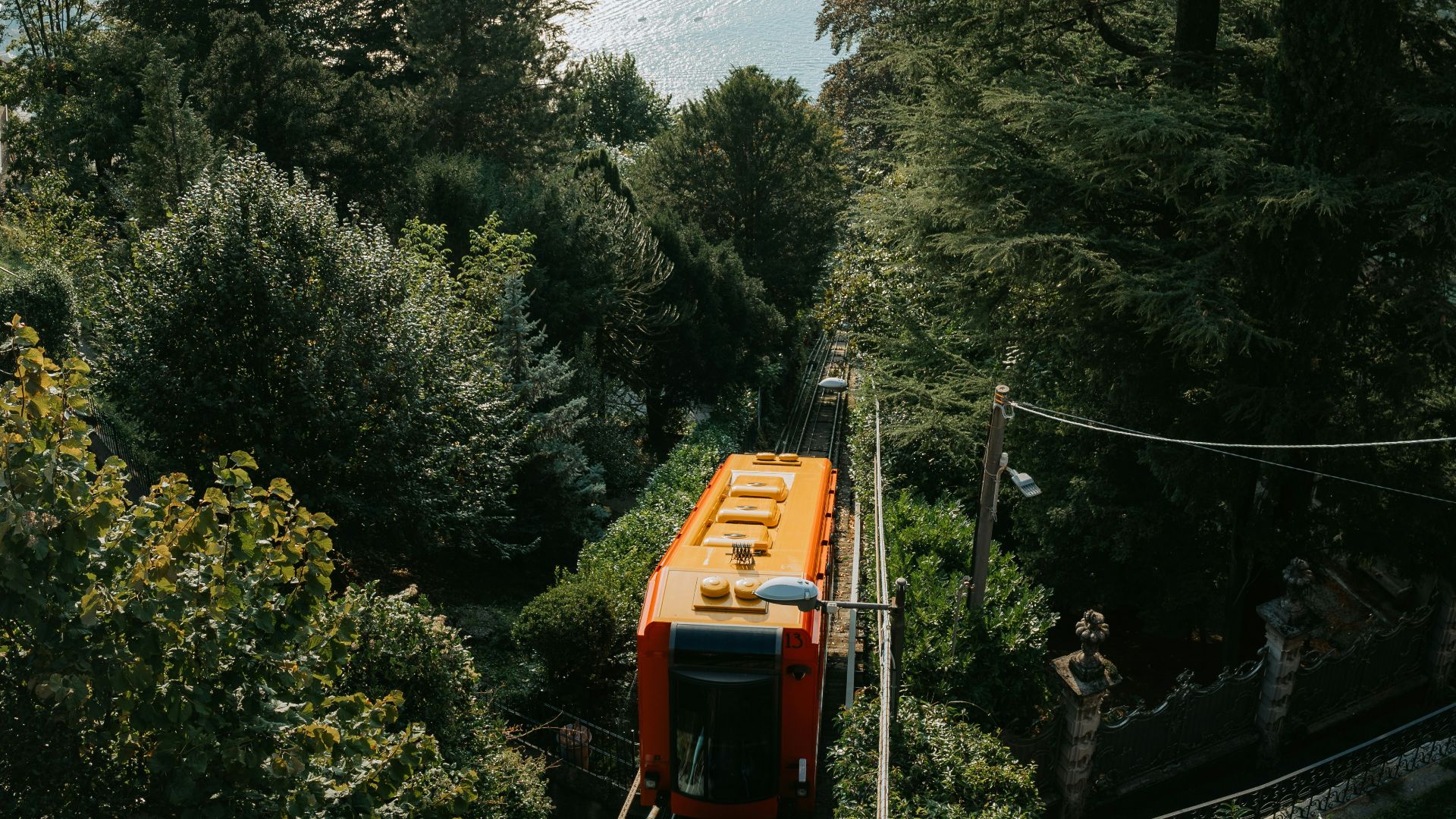 A train traveling through a lush green forest
