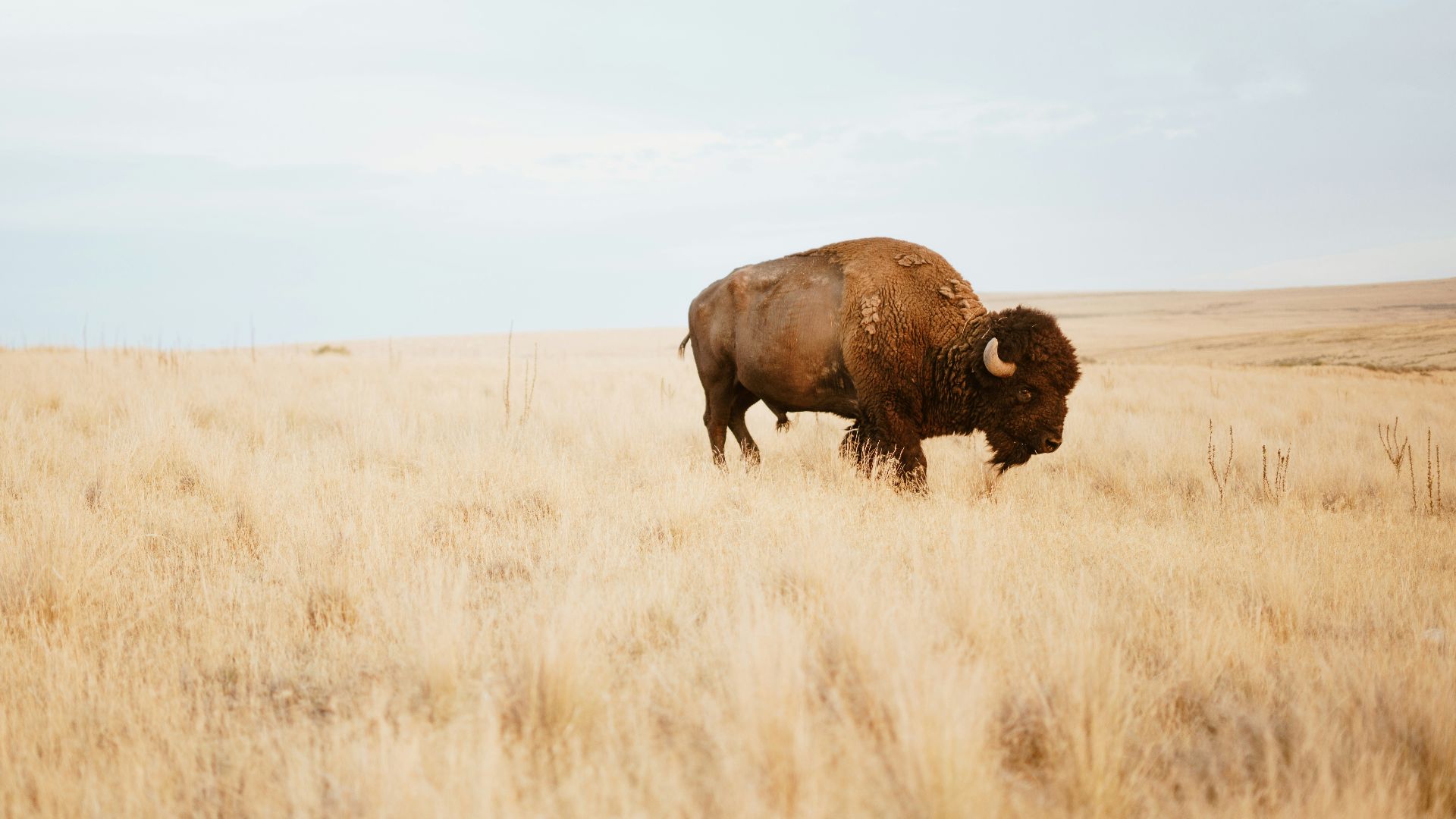 brown yak on brown grass field during day