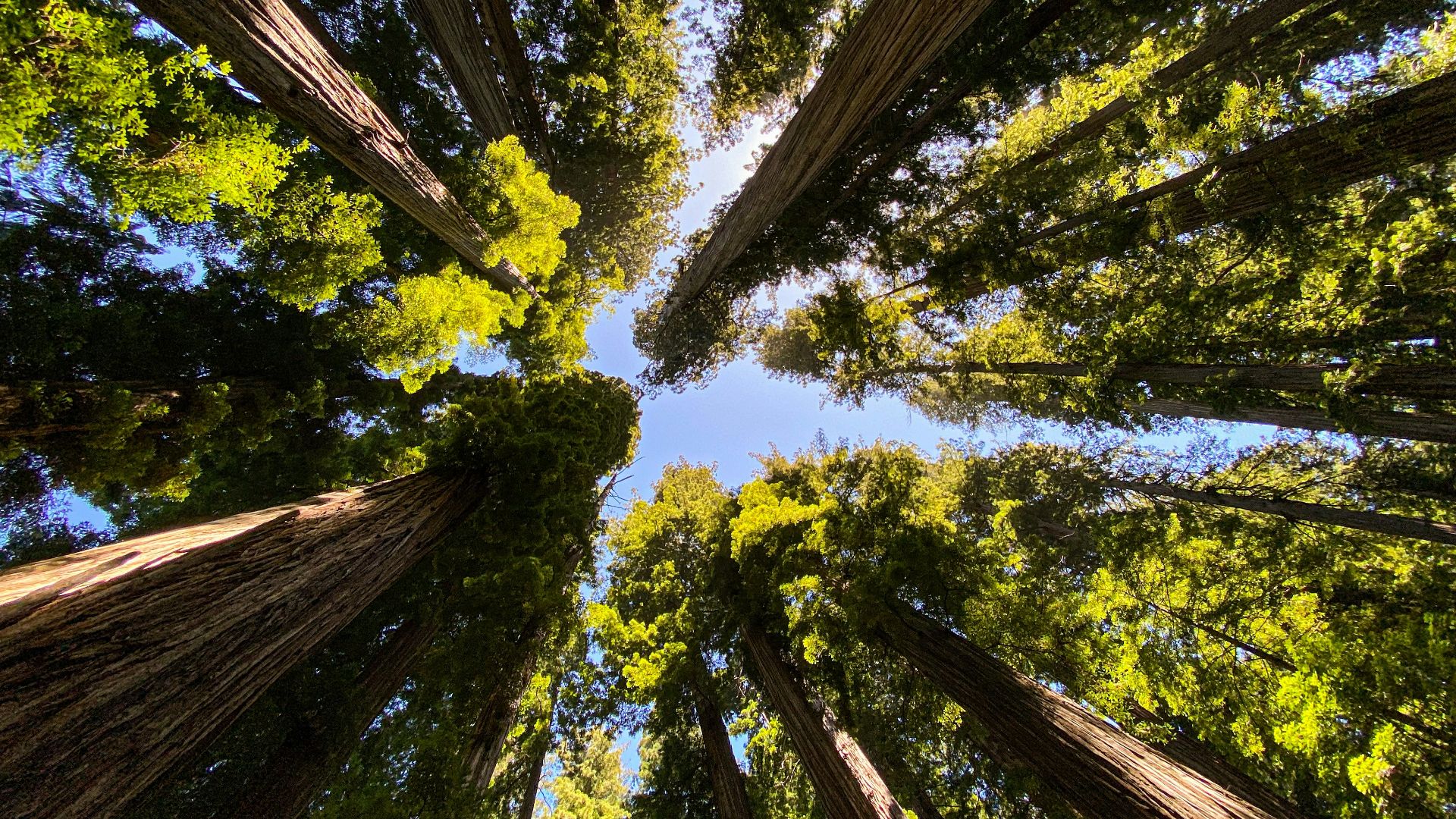 low angle photography of green trees during daytime