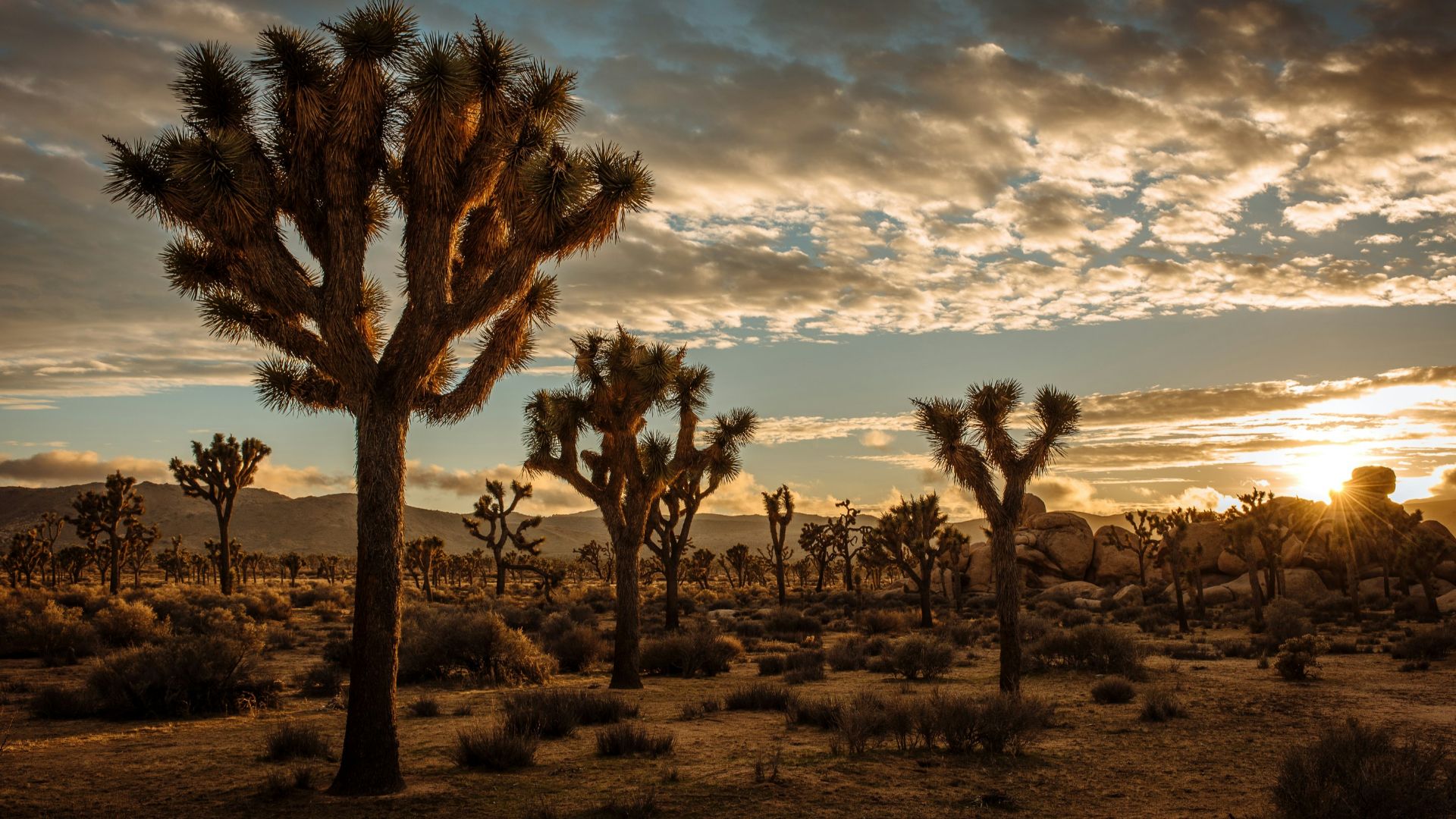 cactus plants in desert