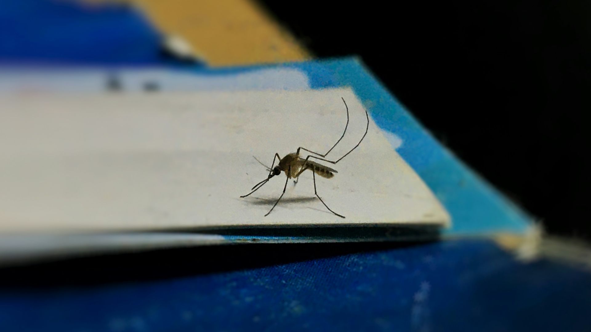 a mosquito sitting on top of a piece of paper