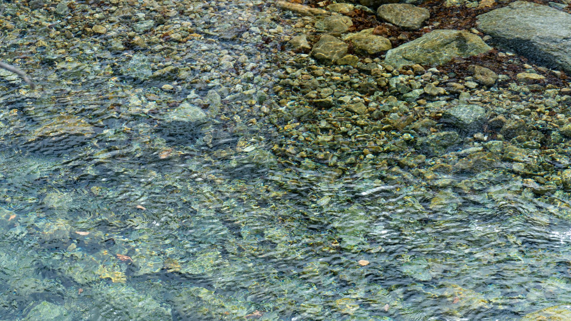 a bird is sitting on a rock in the water