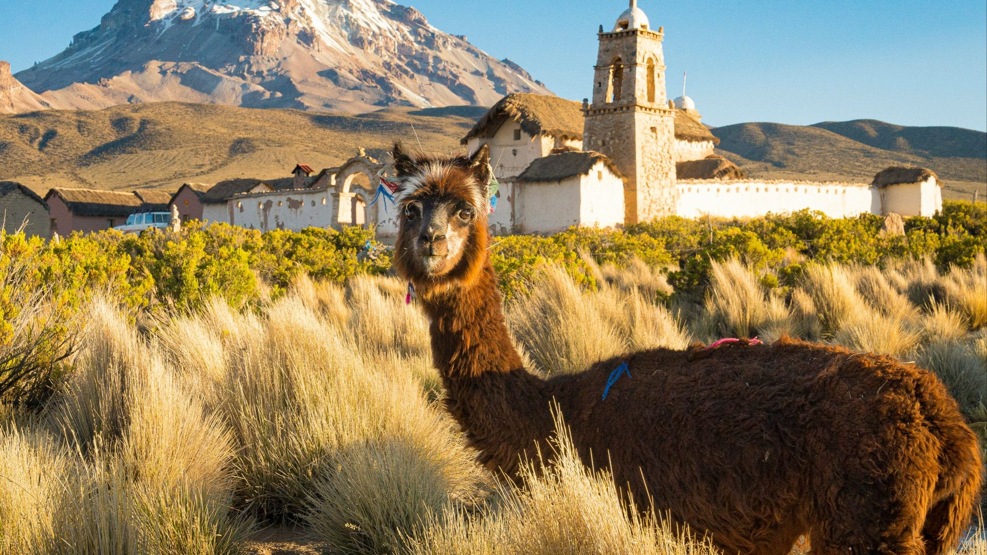 brown and black 4 legged animal on green grass field near white concrete building during daytime