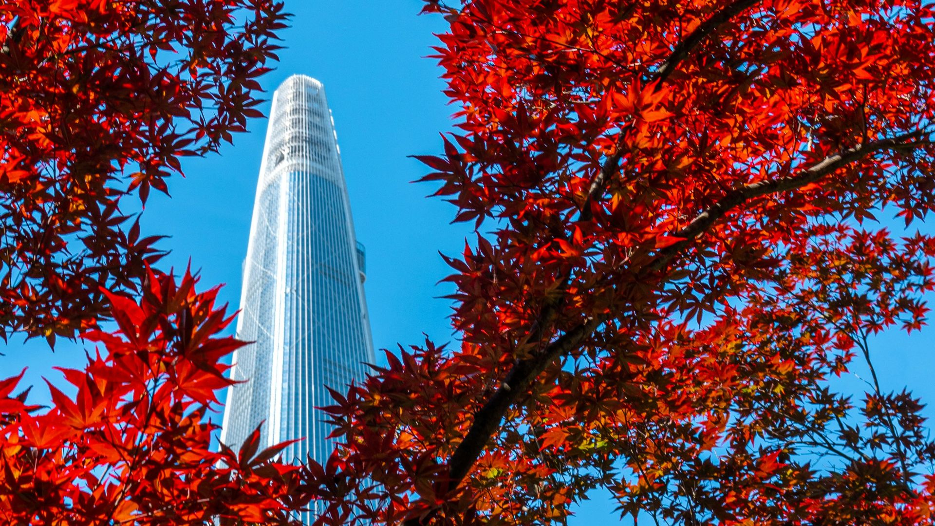 red and brown leaf trees