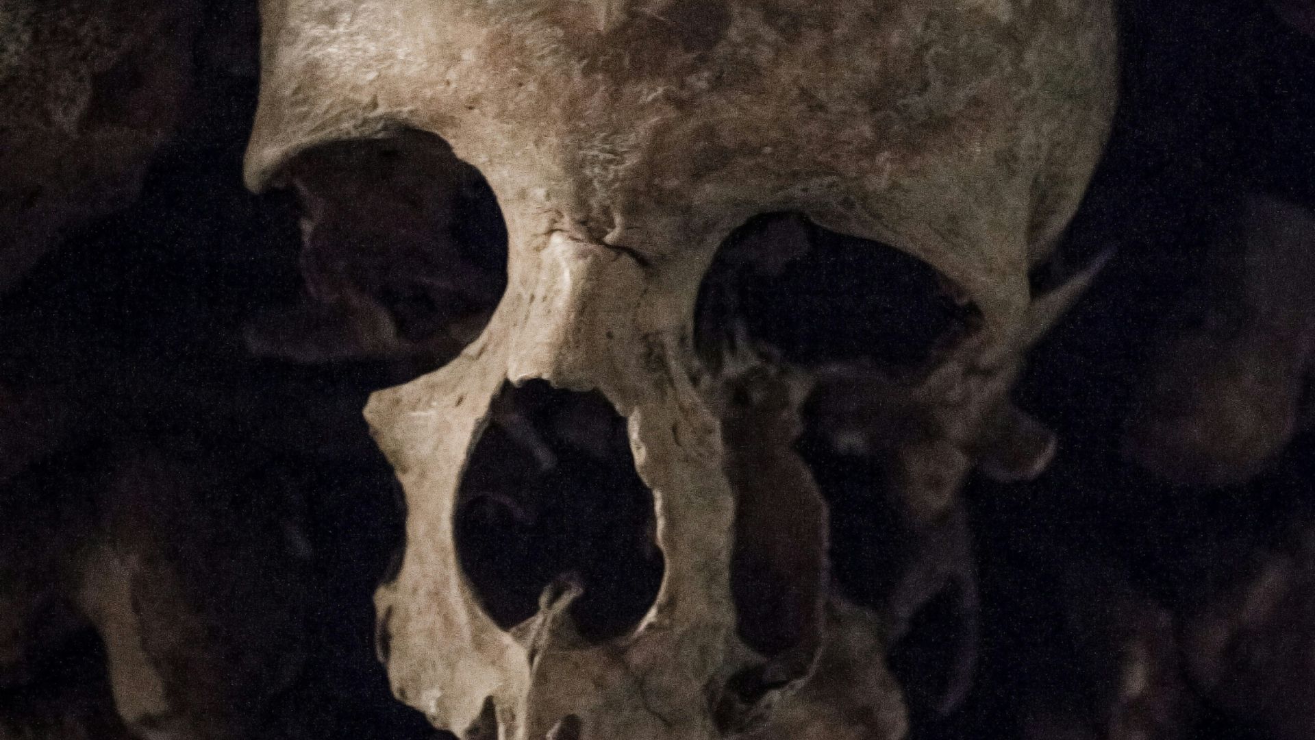 brown skull with black background