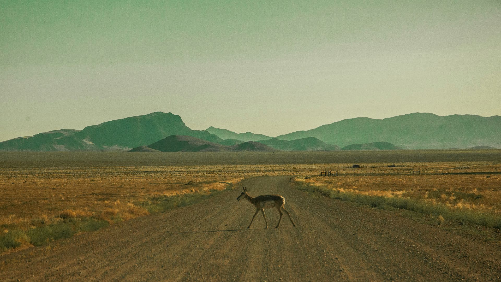 brown deer crossing road during daytime