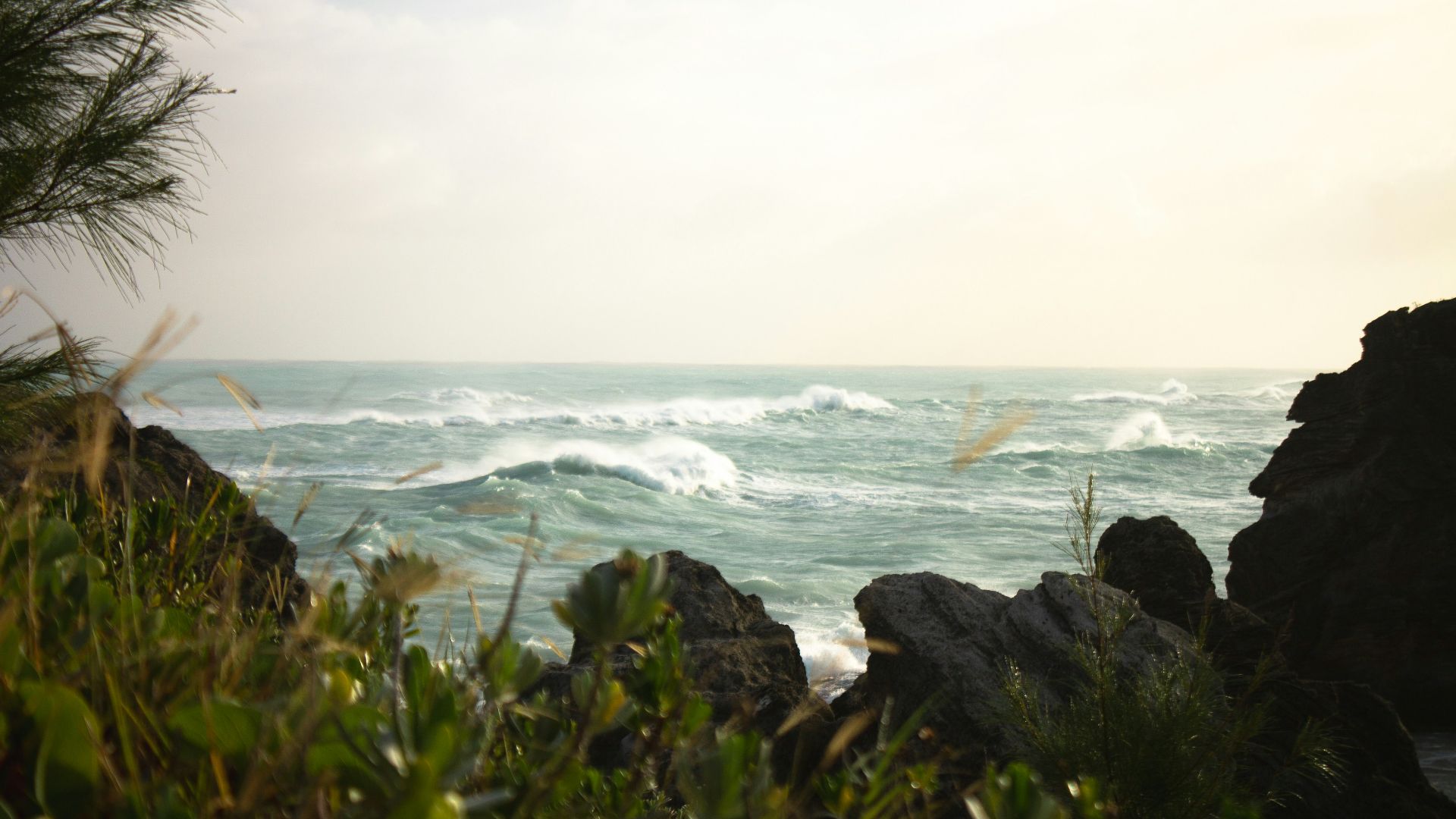 green grass on rocky shore during daytime