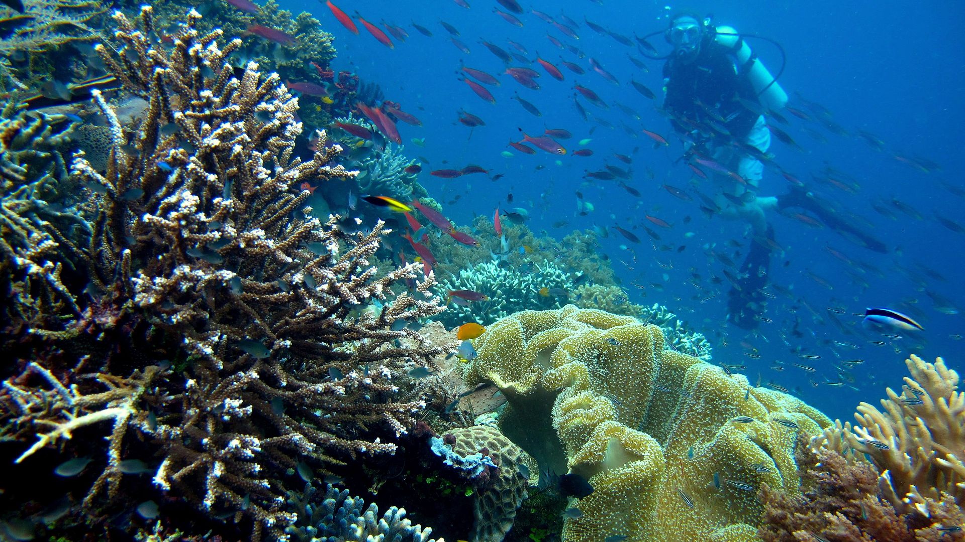 File:Pulau Piaynemo, Raja Ampat.jpg