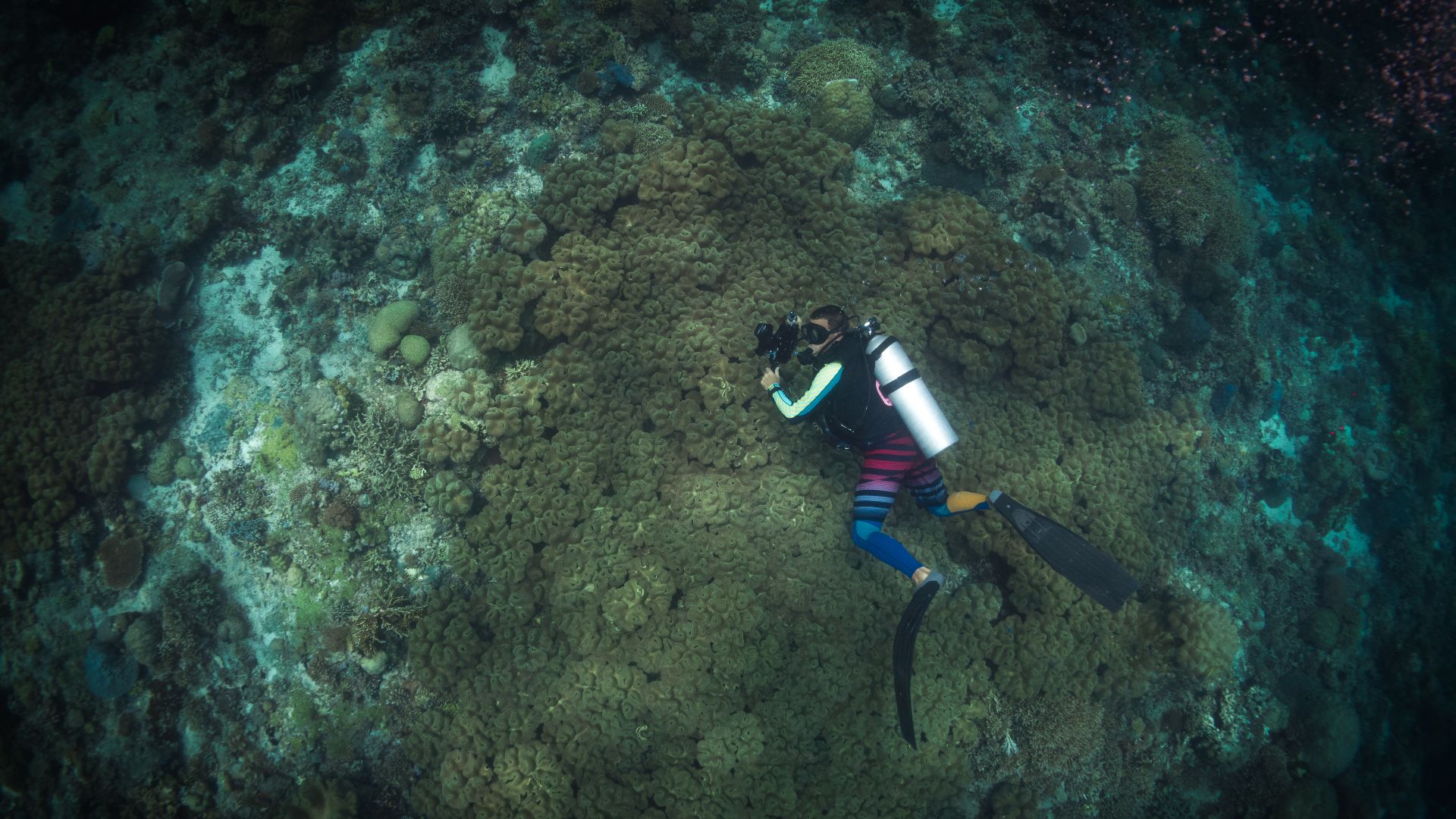 File:Over 1million Hectares and 1 scientist.jpg