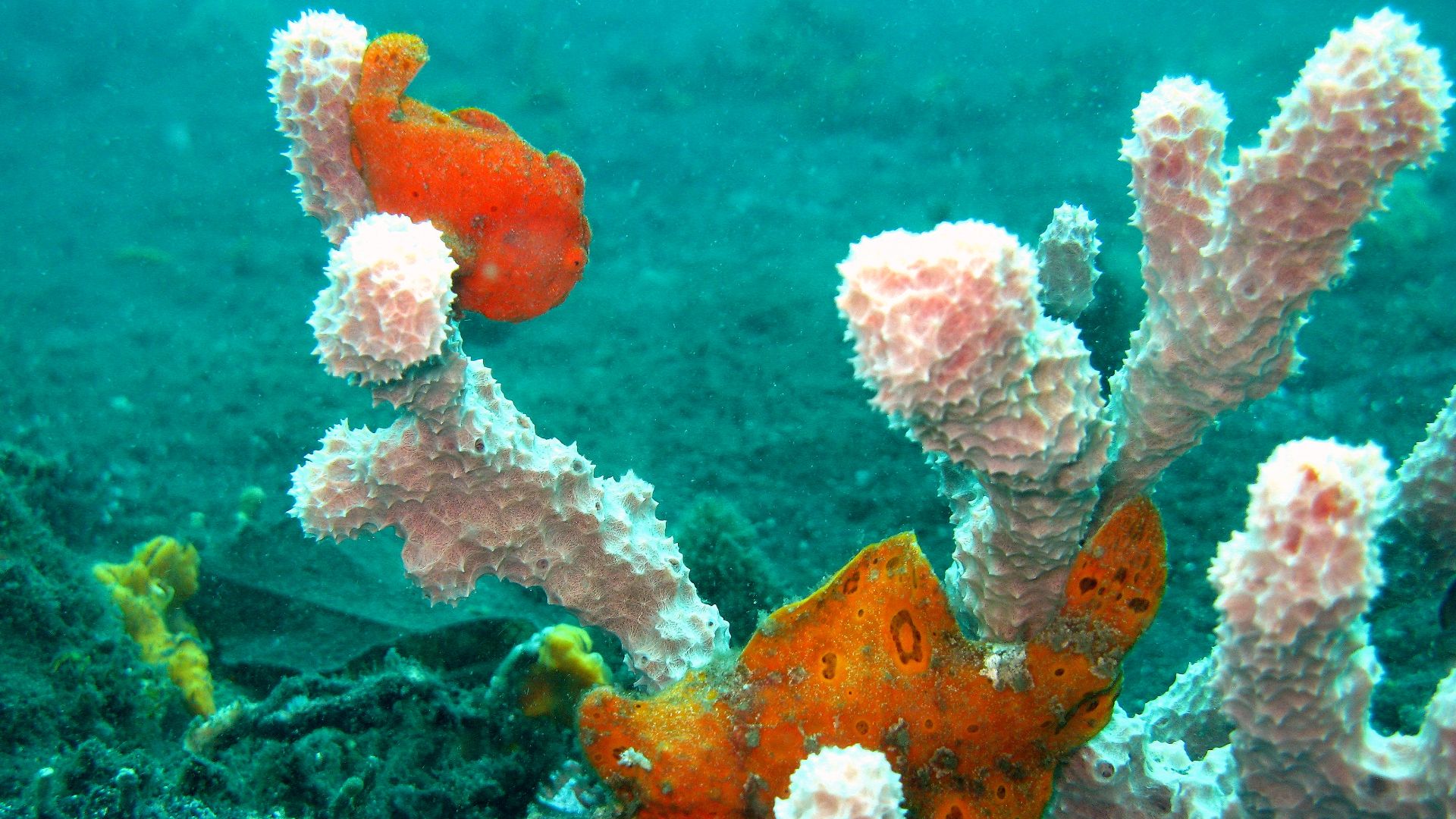 File:Lembeh Dec0469.jpg