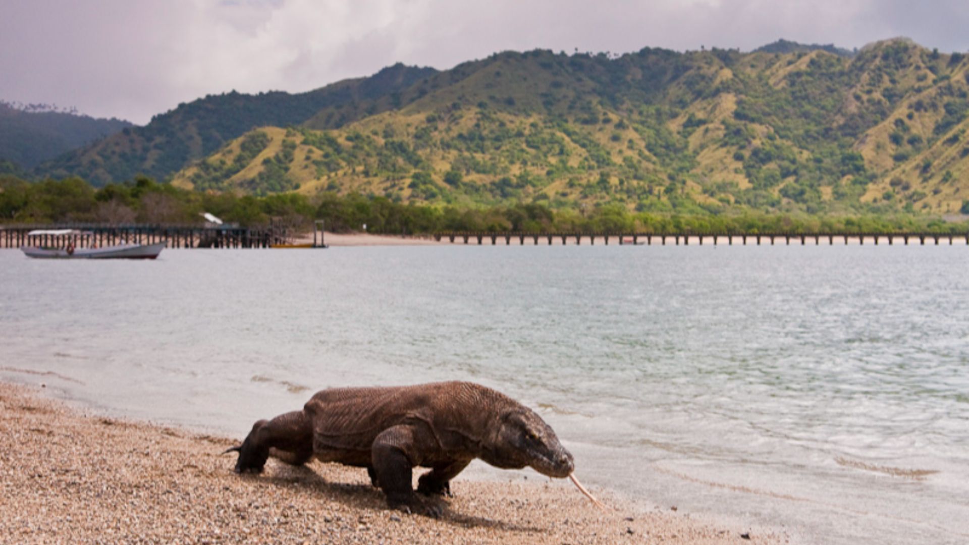 File:Komodo dragon at Komodo National Park.jpg